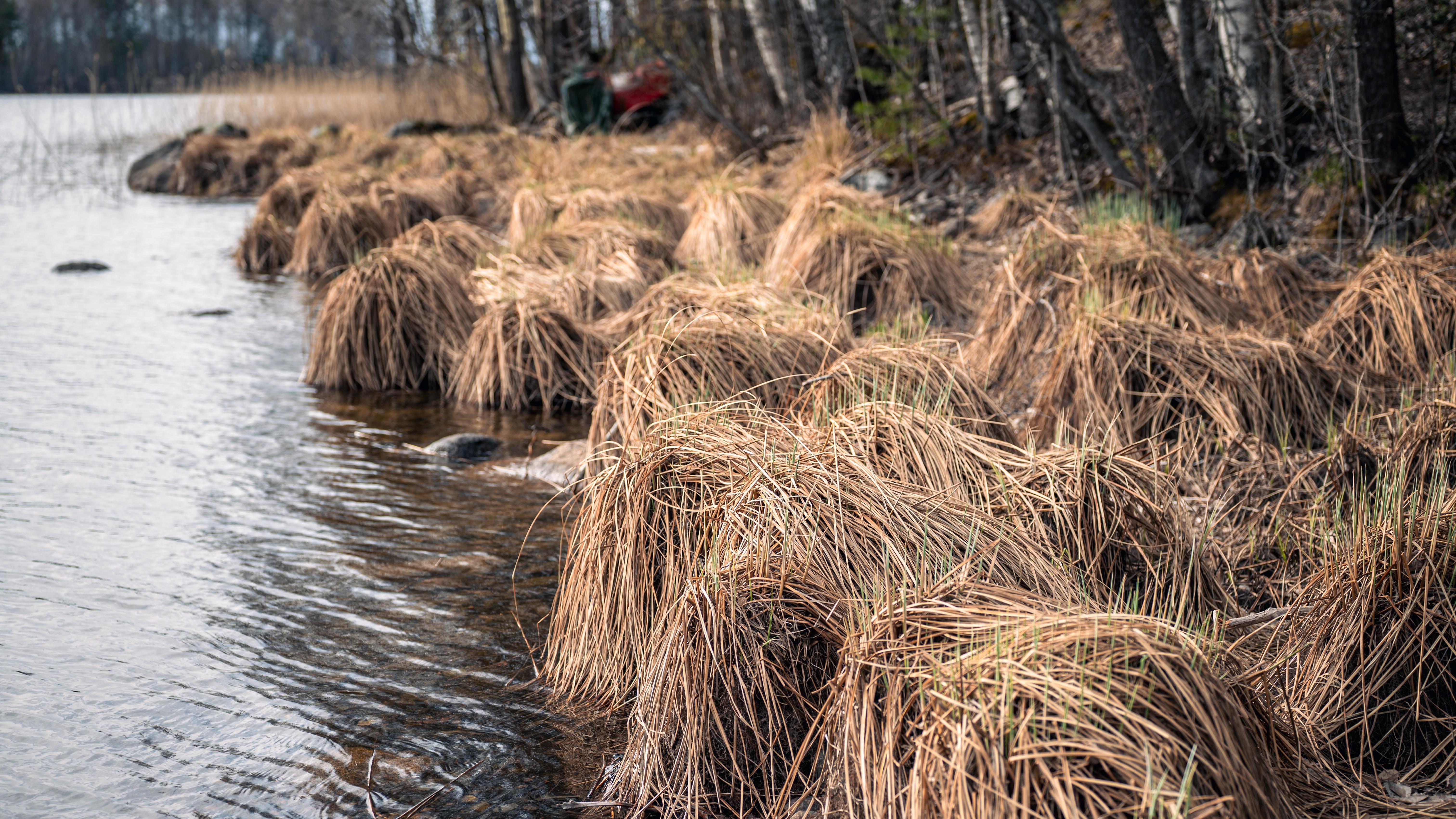 The image shows a lakeshore with clusters of tall, dry grass along the water's edge. There are trees in the background, and the overall scene has a natural and somewhat wild appearance, likely in an autumn or early winter setting due to the brown foliage.
