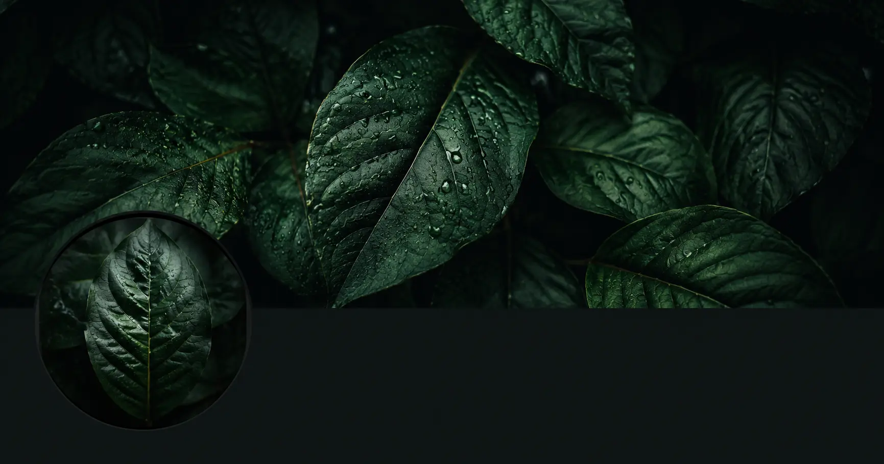 header profile