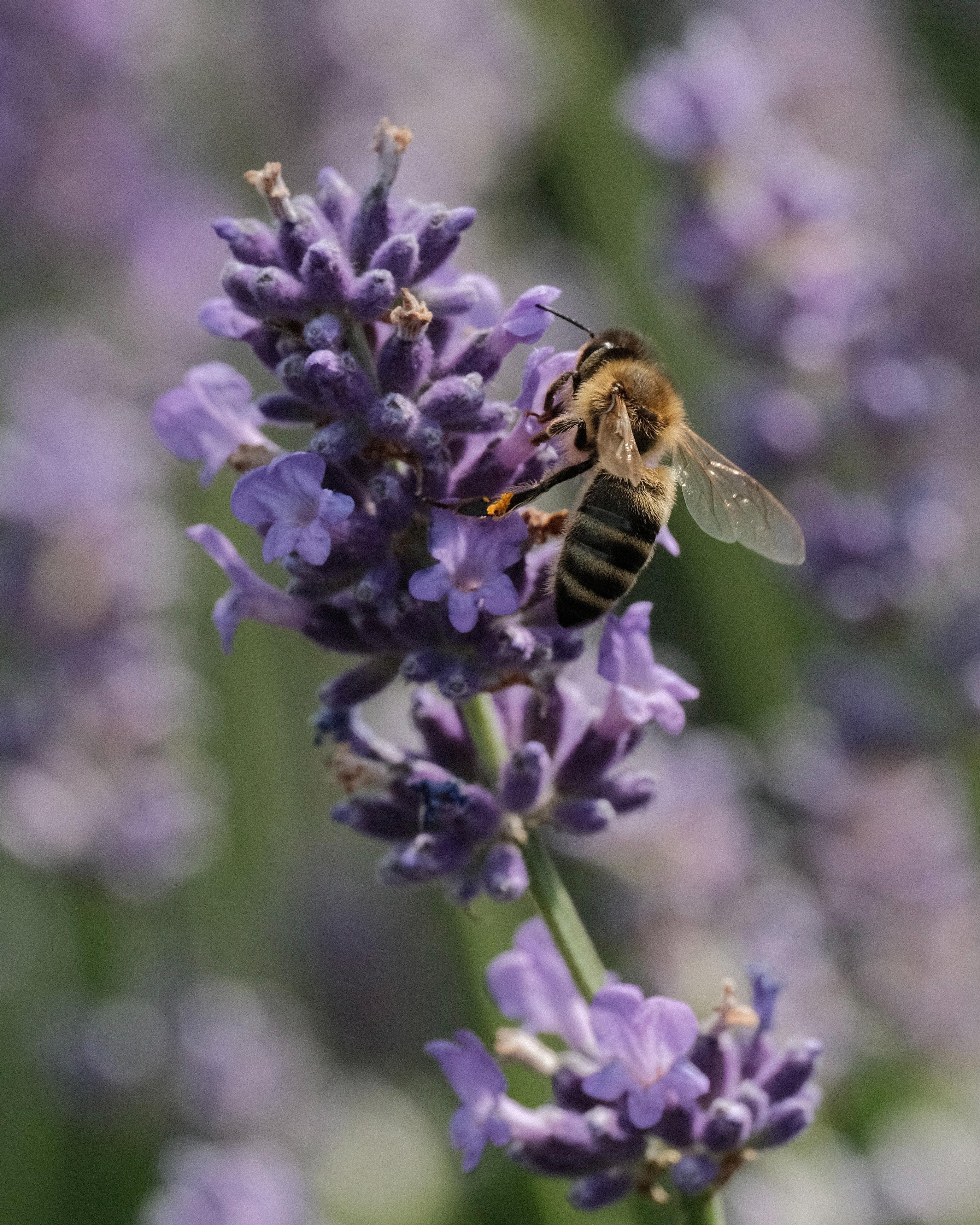 A bee sitting on a lavender blossom. In the background more lavender blossoms and green leaves are visible but quite blurred.