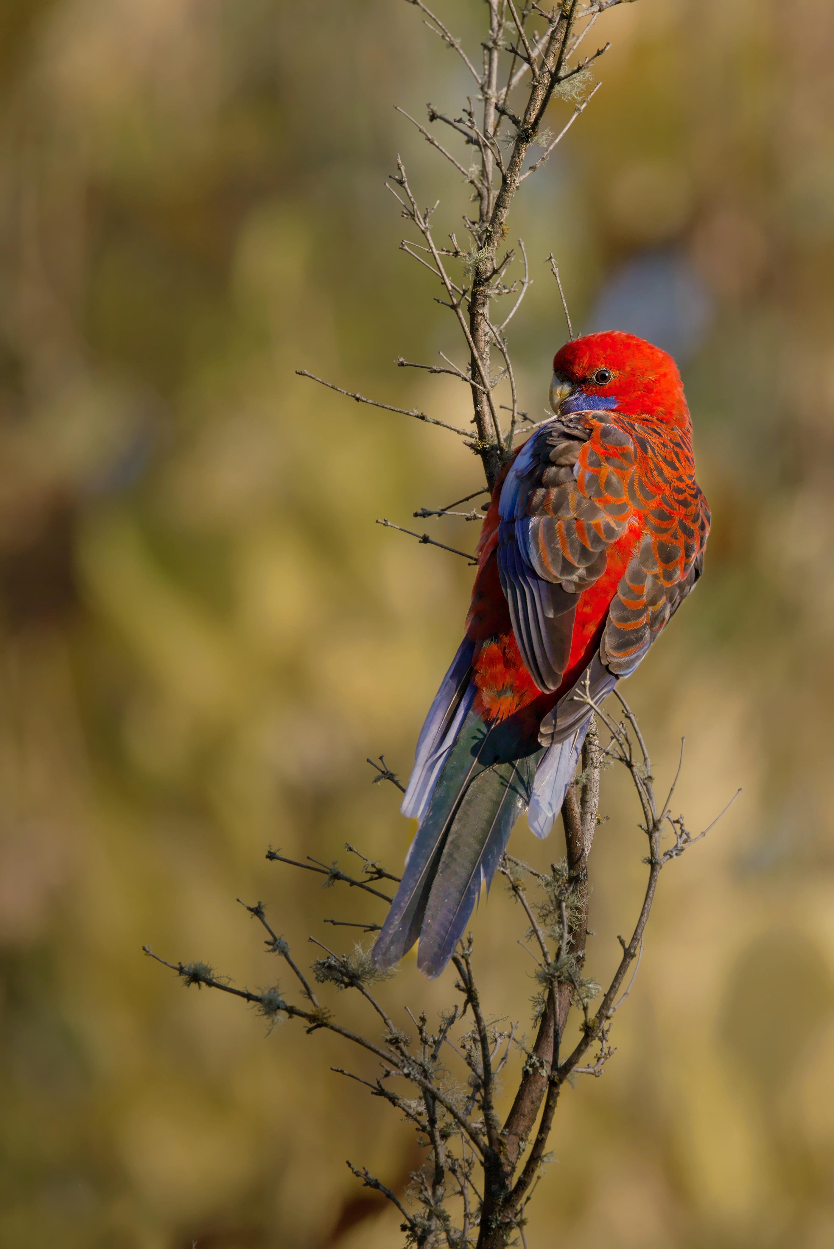 A Crimson Rosella is perched on a bare twiggy branch, facing right against a blurred tan-green background.