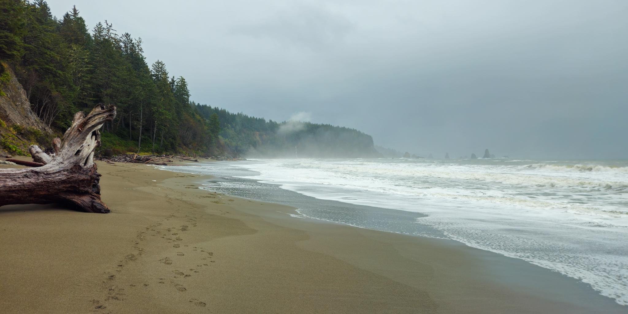 Wide sandy beach with a large driftwood log in the left foreground, footprints leading along the shoreline, and foamy waves under an overcast sky; forested cliffs and misty headlands recede into the distance.