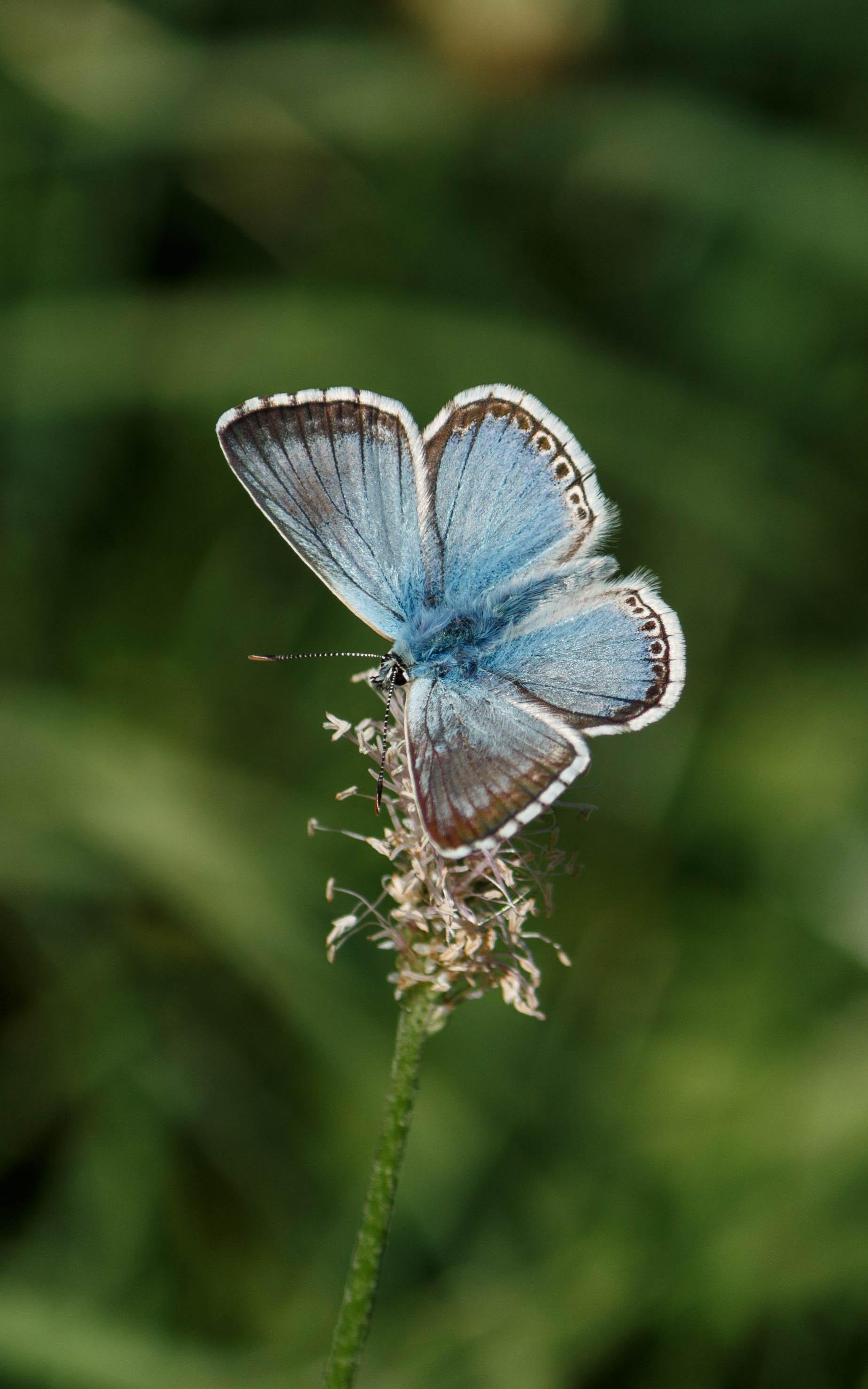 A chalkhill blue (Polyommatus coridon) feeding on ribwort plantain (Plantago lanceolata).