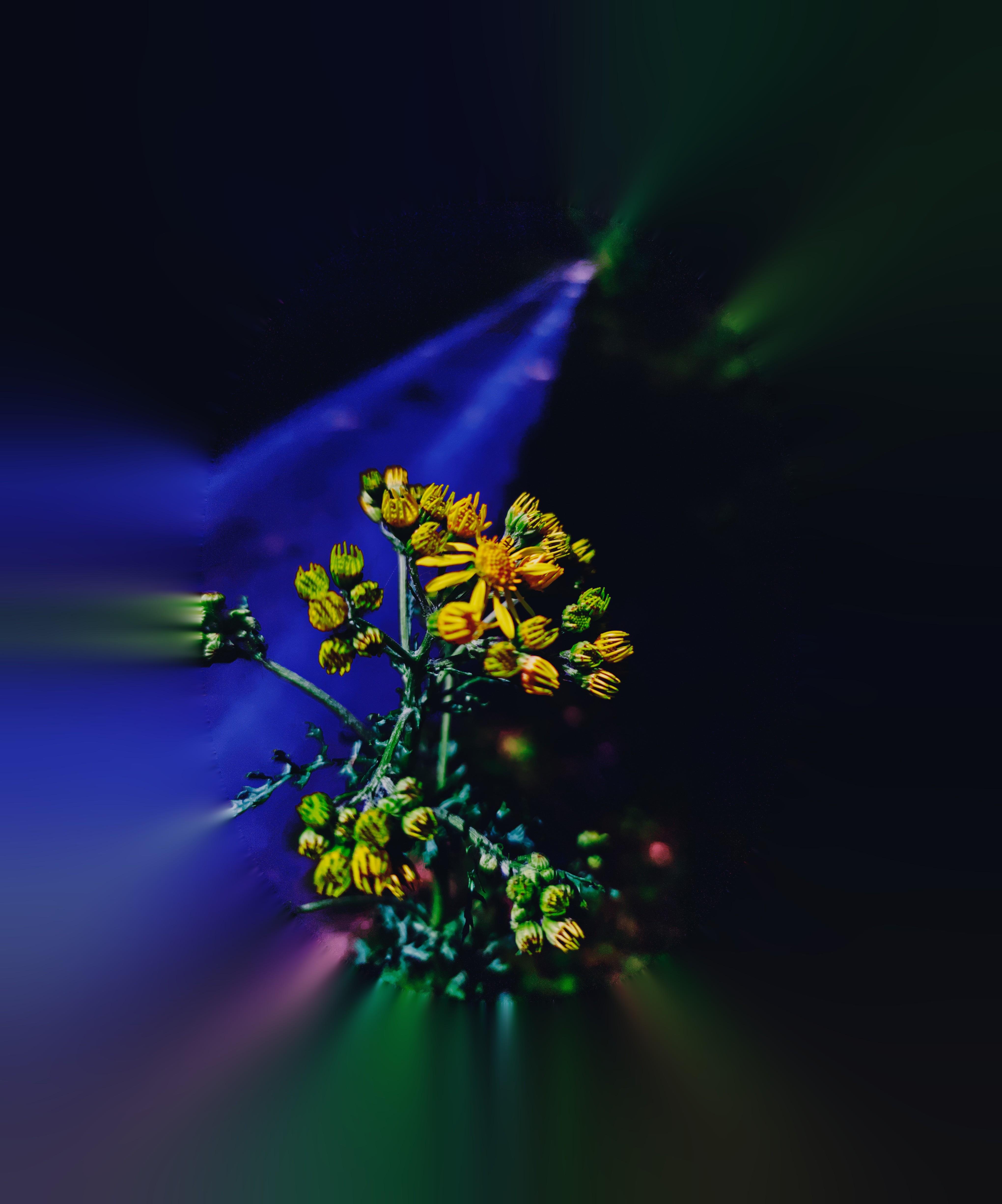 Cluster of small yellow flowers and green buds on a stem, centered against a dark background with blue and green radial blur streaks.