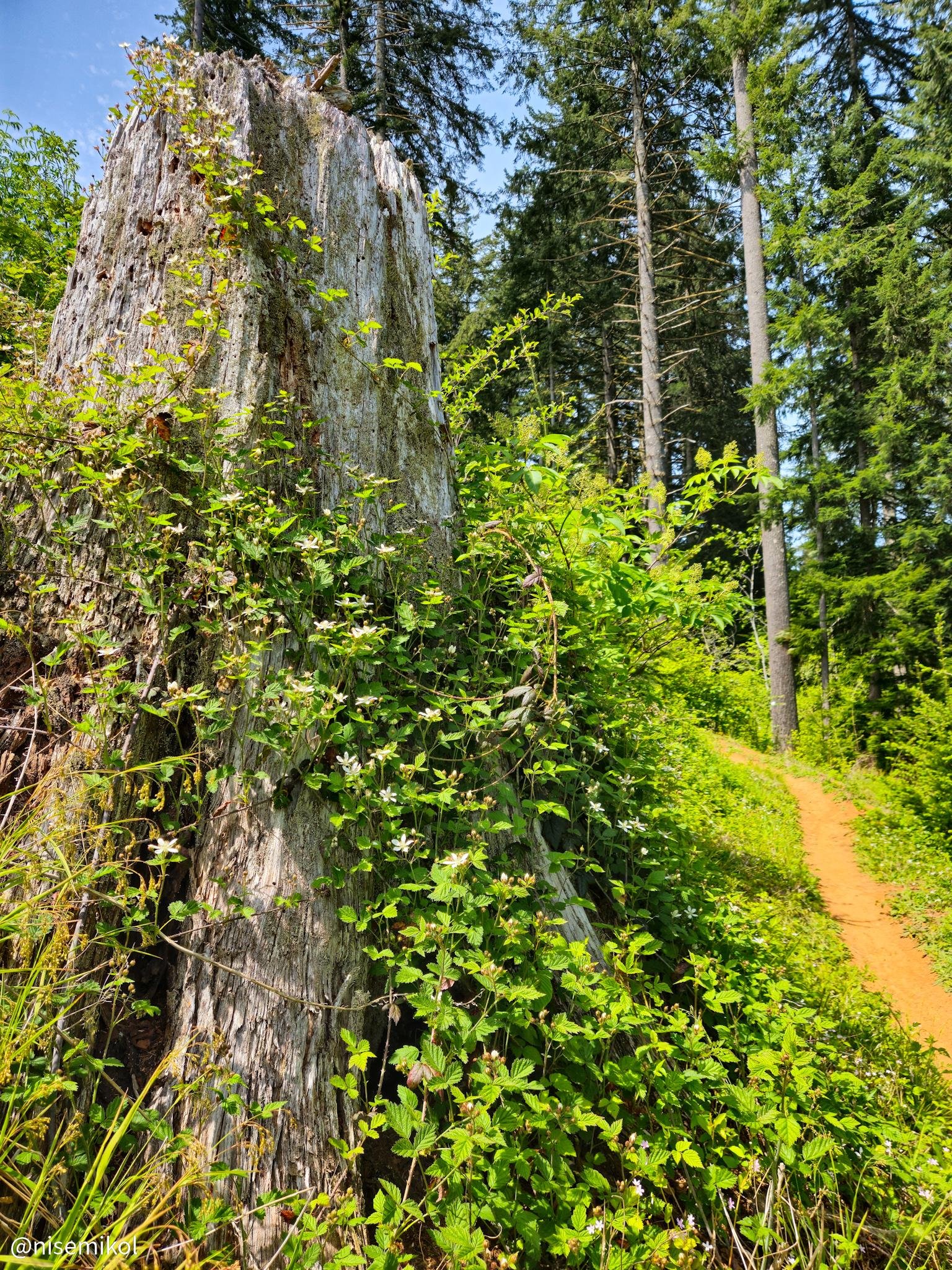 Large tree stump covered in dense green foliage and small flowers, set in a lush forest with tall evergreen trees. A narrow dirt path winds through the greenery on the right side, under a clear blue sky.