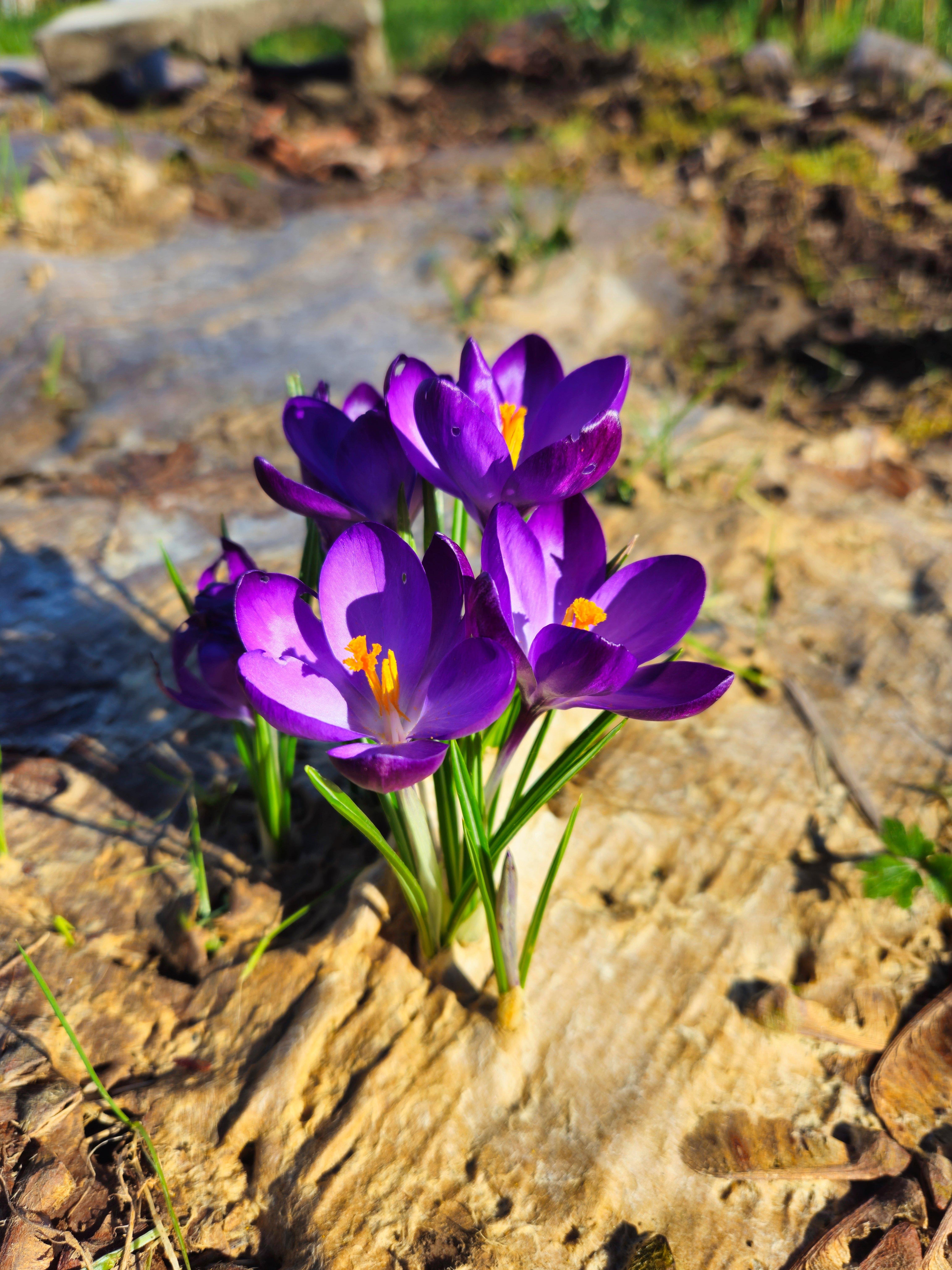 Cluster of purple crocus flowers with orange-yellow stamens growing from a rocky patch of soil, with green leaves and a blurred background of stones and grass.