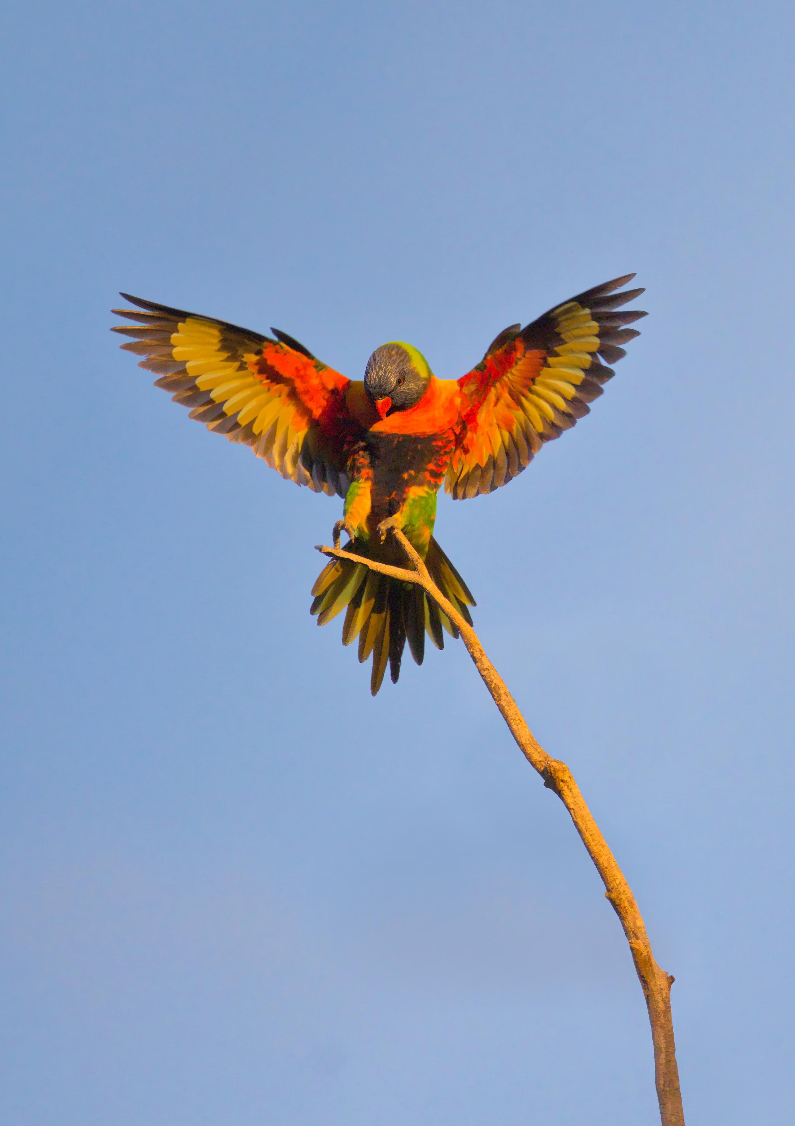 A Rainbow Lorikeet parrot with outstretched wings landing on the tip of a bare branch against a clear blue sky.