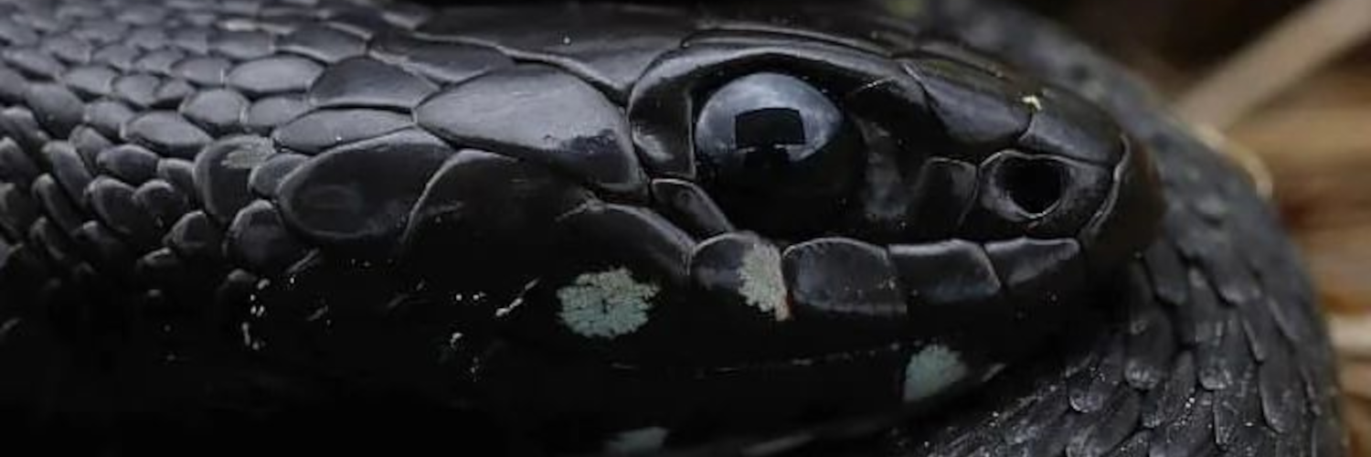 header profile