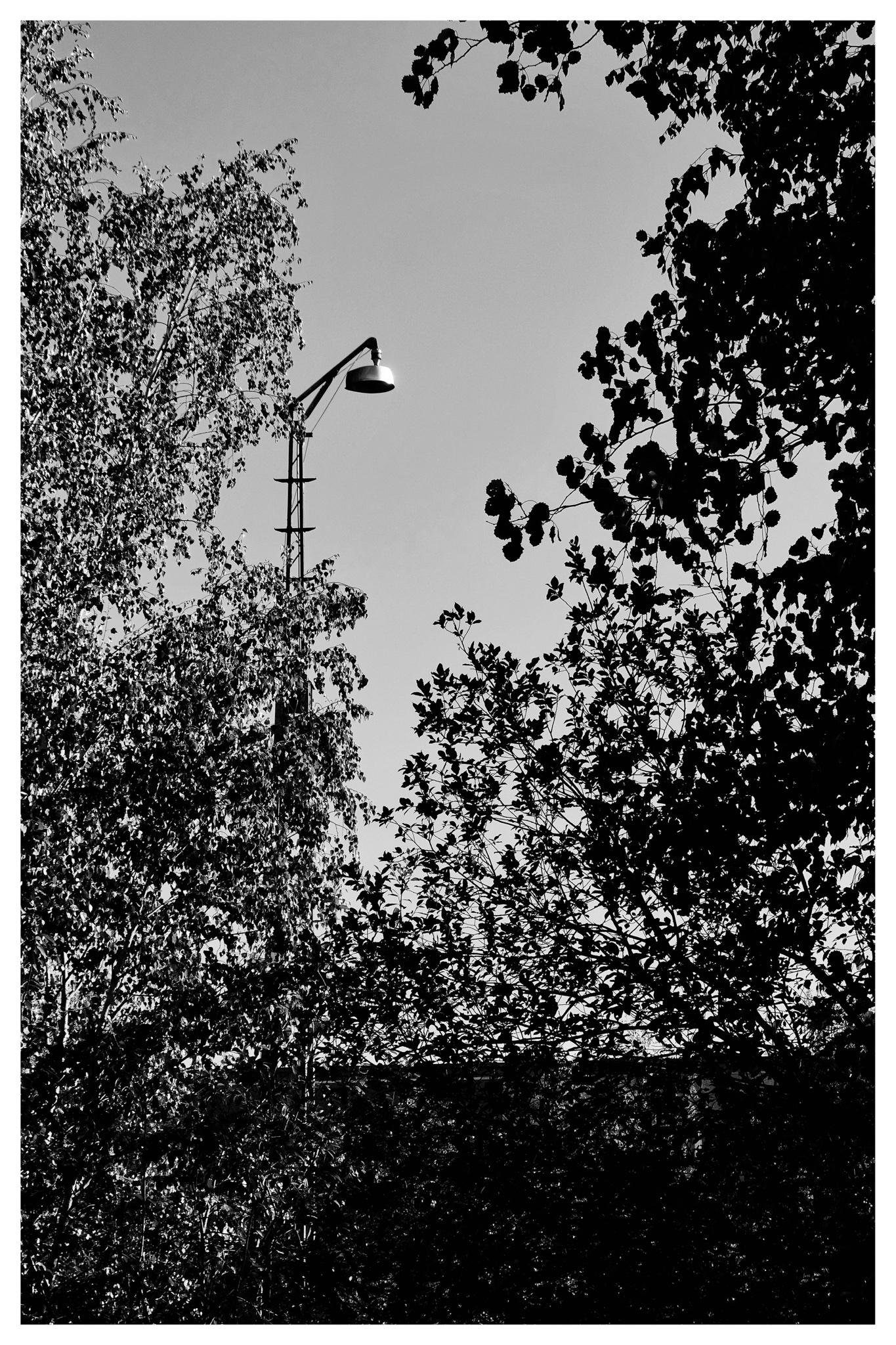 Black-and-white upward view of a streetlight on a pole rising above dense tree branches, with leafy silhouettes framing an open patch of sky.