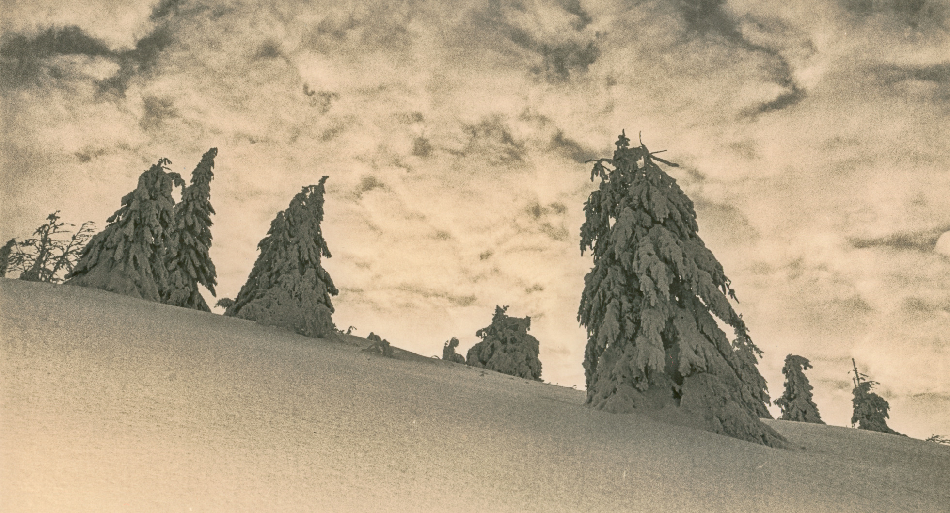 header profile