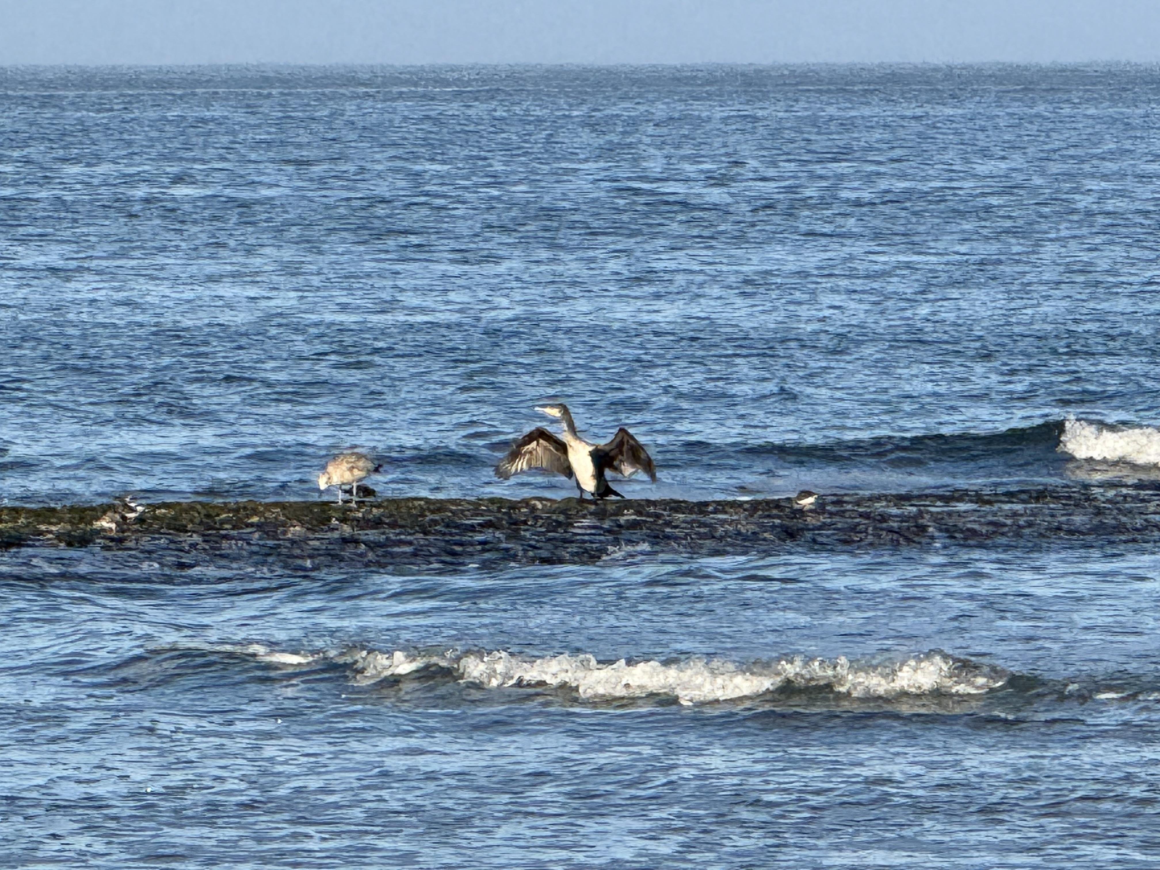The image shows a seascape with two birds on a rocky area near the water. One bird appears to be spreading its wings, possibly to dry them, while the other bird is standing nearby. The ocean waves are gently breaking on the rocks. #kormoran