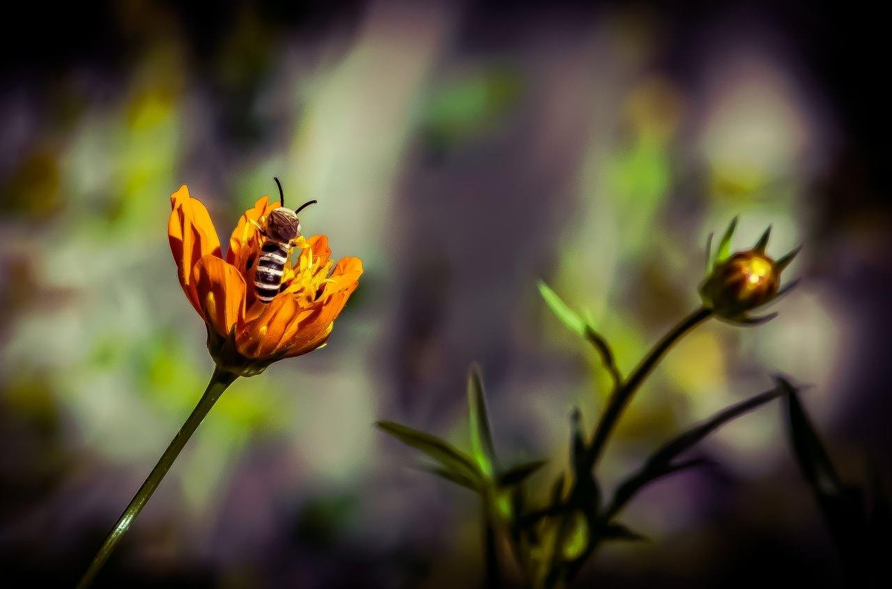 Bee perched on an orange flower in full bloom, with another flower bud in the background. The surrounding area is blurred, highlighting the vibrant orange petals and the bee's striped body.