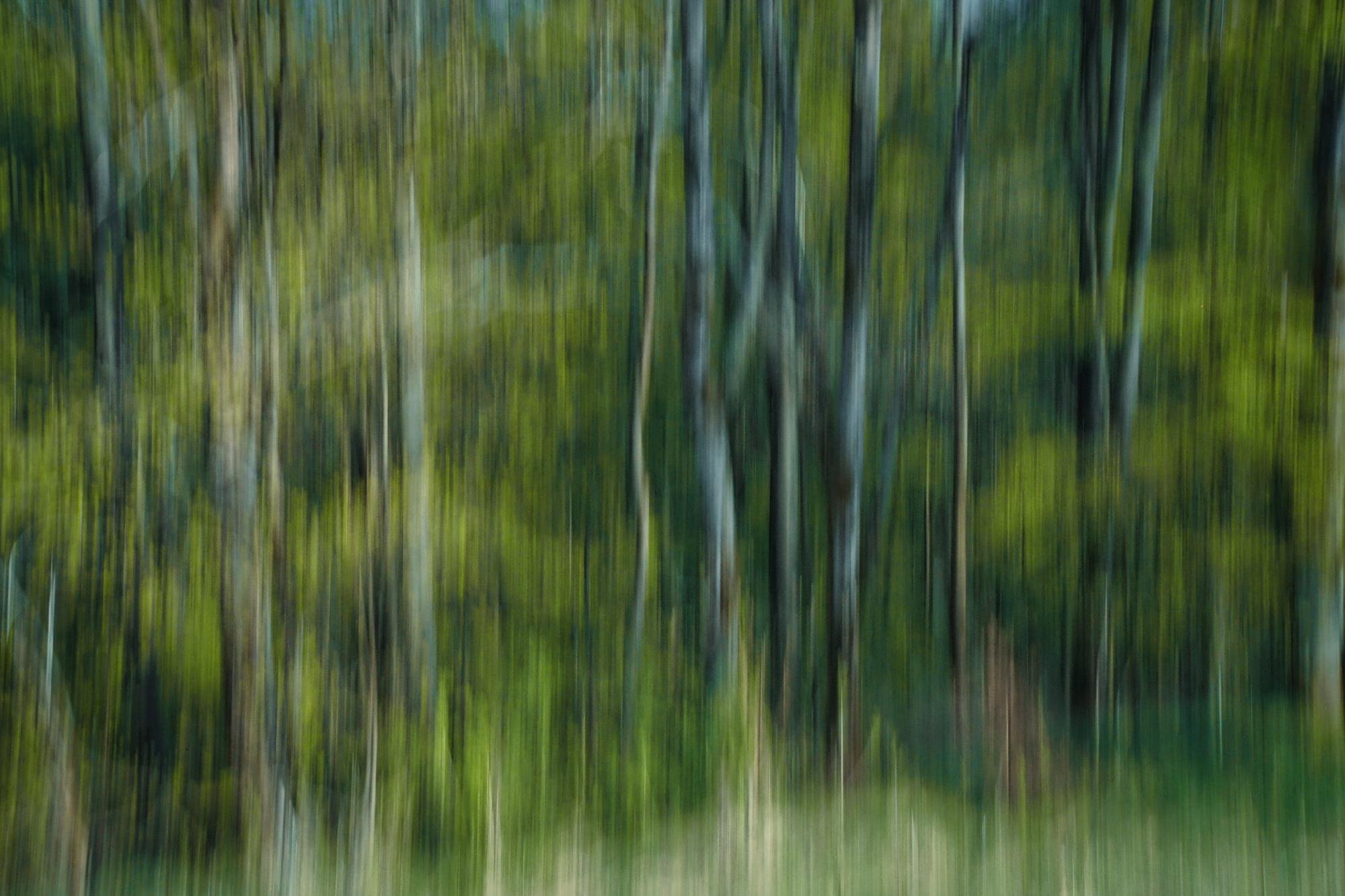 Motion-blurred view of a beech forest with vertical streaks of tree trunks against a green background of foliage.