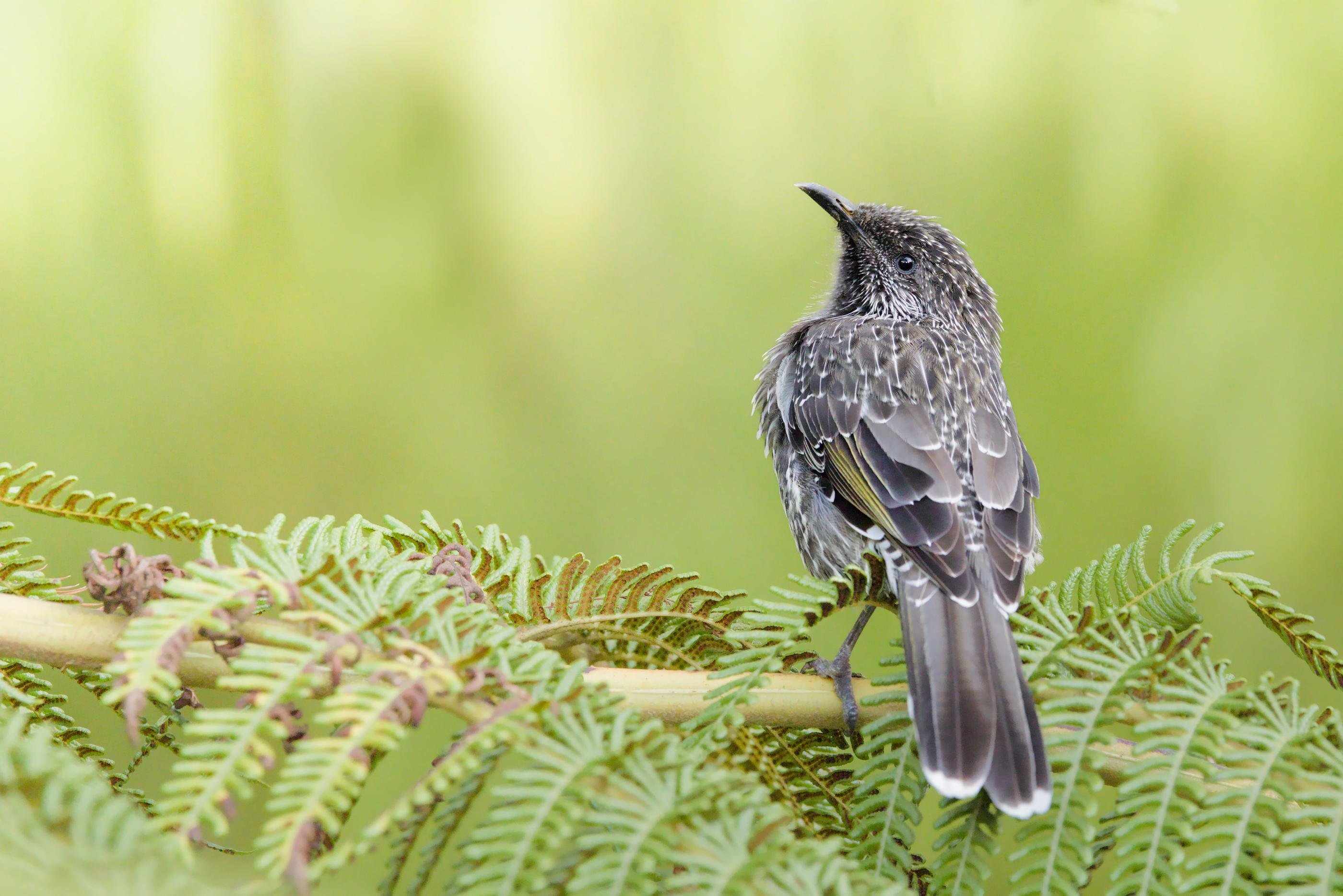 A Little Wattlebird is perched on a fern-covered branch, facing left, against a soft green blurred background.