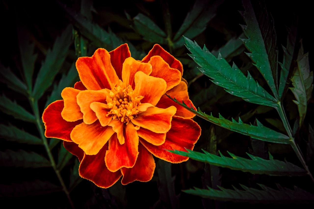 The image shows an orange and red marigold flower with ruffled petals. The flower is surrounded by green leaves, creating a vivid contrast between the flower and the background.