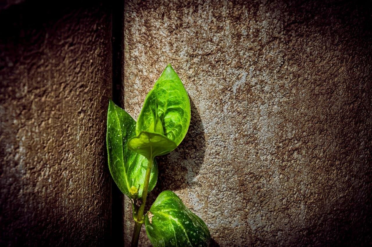 The image shows a small green plant with a few leaves growing in the crevice between two textured concrete surfaces. The plant is brightly lit, emphasizing the contrast between the vibrant green leaves and the rough, brownish-gray background.