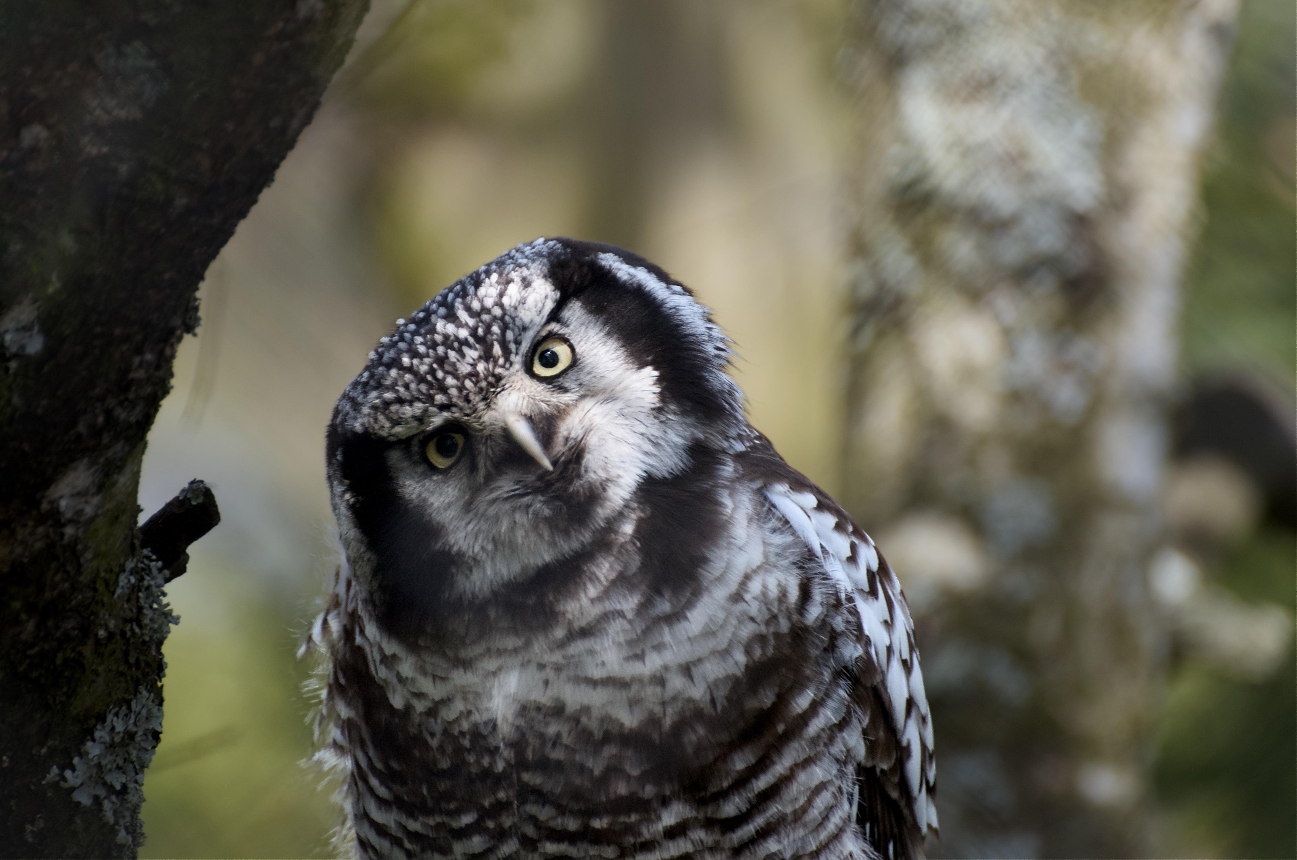 The image shows a northern hawk owl perched on a tree branch. The owl is looking directly at the camera with its head tilted to the side. The background is blurred, highlighting the owl's features.