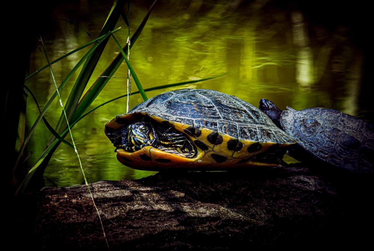 Two turtles resting on a log at the edge of green pond water, with the nearer turtle in side profile showing a patterned shell and yellow markings, and tall reeds crossing the foreground.