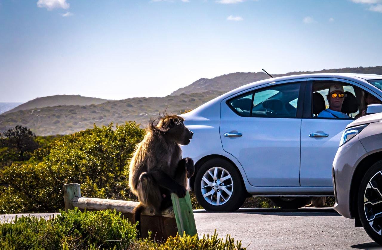 The image shows a baboon sitting on a wooden post near a road. In the background, there's a silver car with a person sitting inside. The setting appears to be a natural landscape with hills and vegetation.