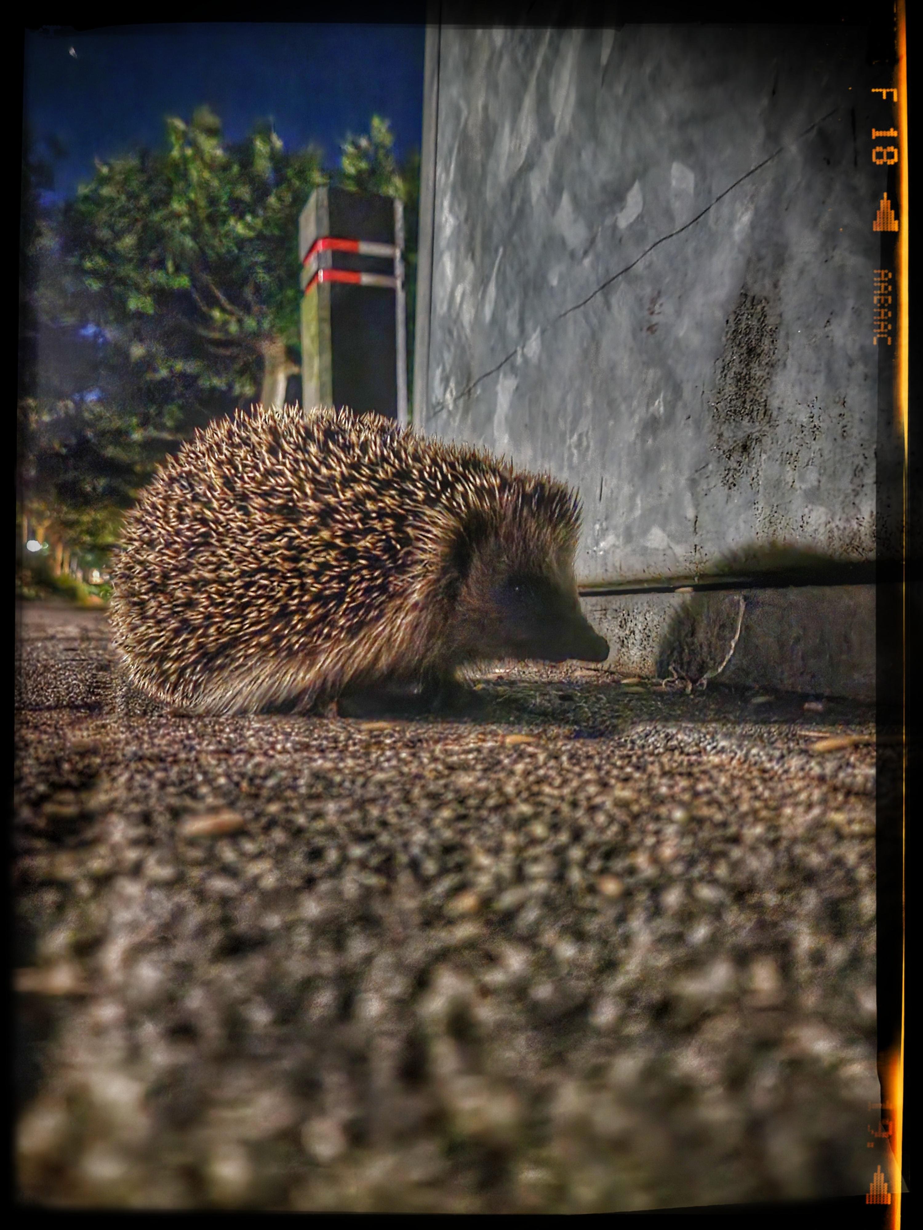 Nighttime close-up photograph of a small hedgehog walking along a rough, pebbled pavement. The camera is positioned at ground level, making the hedgehog appear large and detailed, its dense coat of short brown-and-cream spines sharply outlined against the dim light. Its tiny snout points toward a tall concrete wall on the right, where soft shadows fall. In the background, blurry street trees and a dark rectangular post with two red reflective bands are faintly illuminated by streetlights, adding depth to the scene. The sky above is a deep, moody blue typical of late evening. The photo has been edited with a vintage film-style frame: darkened corners, light leaks, and orange markings along the right edge that resemble numbers from old analogue film. The overall atmosphere feels quiet, intimate, and slightly cinematic, capturing a fleeting nighttime encounter with a wild hedgehog.