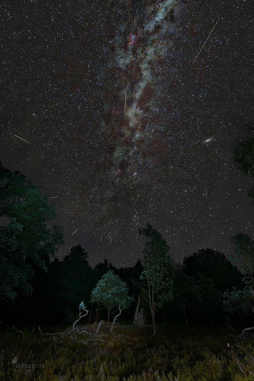A vertical nightscape with trees in front of numerous stars. The Milky Way rises behind the trees, and 15 greenish meteors are radially arranged in and around the Milky Way. A few trees are illuminated by torchlight. The Milky Way is a milky white band surrounded and covered by reddish brown to black bands of dust. A few areas in the Milky Way glow red from excited hydrogen gas.
