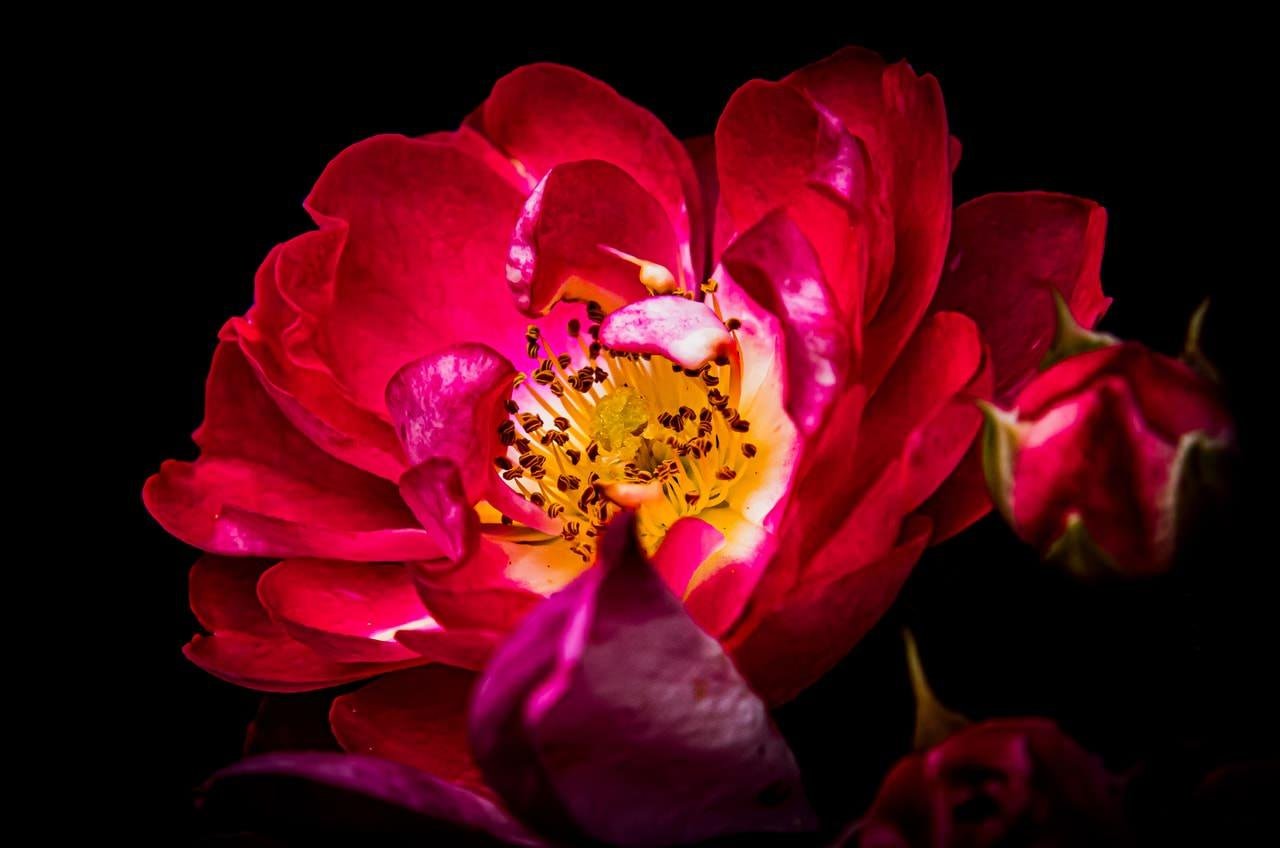 Vivid pink rose with yellow stamens in full bloom against a black background. Petals have a velvety texture with darker pink edges. A smaller rosebud is partially visible to the right.