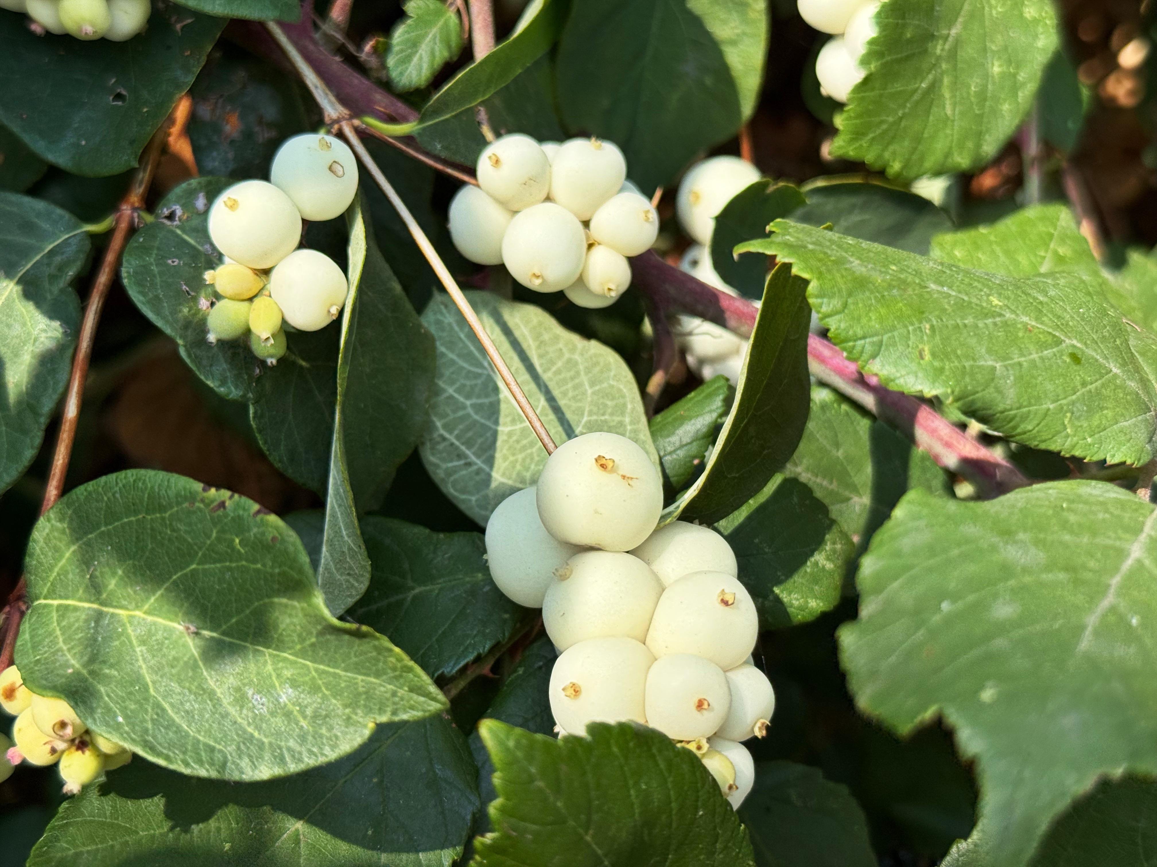 Snowberries. Beautiful but poisonous. 