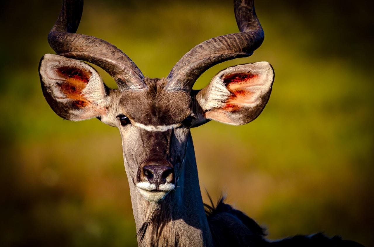 The image shows a kudu, which is a type of antelope found in Africa. It has distinctive long, spiral horns and large ears. The background is a blurred green, emphasizing the kudu.