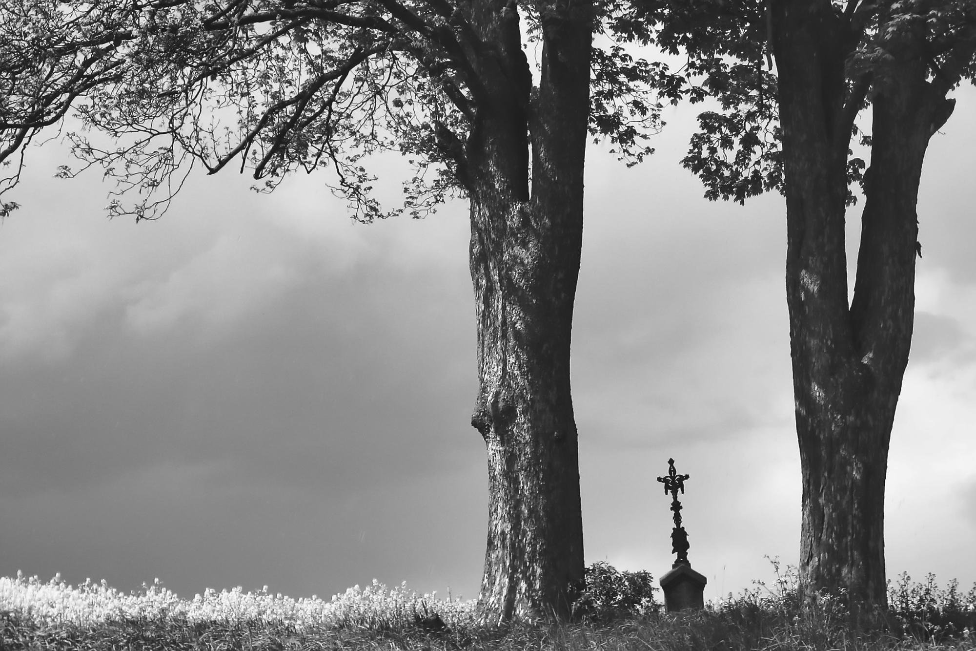 Black-and-white landscape with two tall tree trunks in the foreground and leafy branches across the top; a small cross-shaped grave marker stands on a grassy ridge near the center bottom against a cloudy sky.