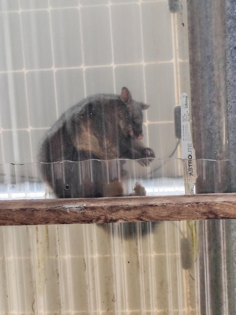 A possum visible from below through a clear roof panel . A lot of the details are a little indistinct, but it has grey fur and a little pink nose