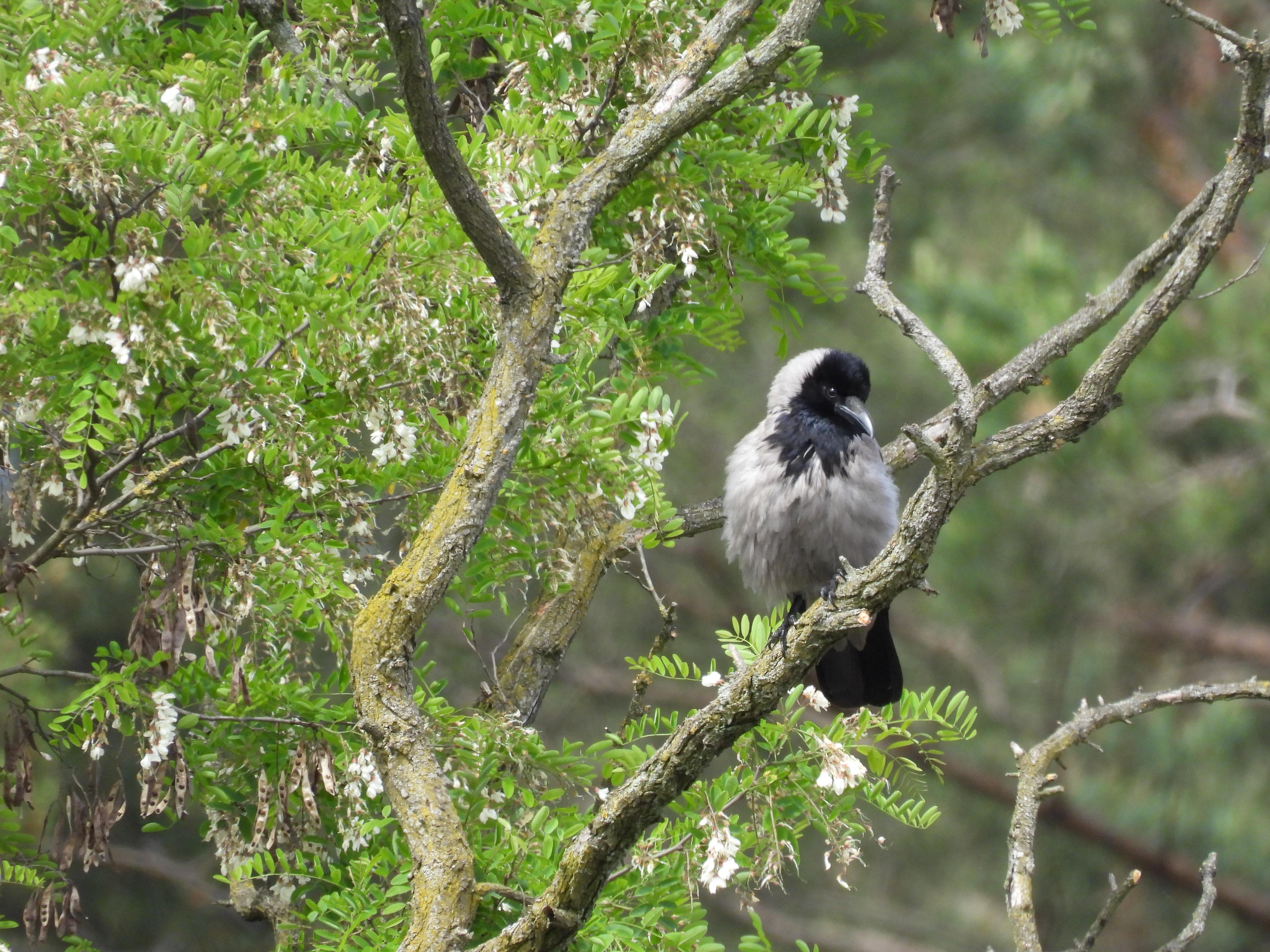 a small hooded crow perched on a tree branch, with its head slightly cocked to the left. it is clearly a young bird, its body is rounder than that of an adult crow, and its beak looks slightly too big proportions-wise. it is, however, already old enough to be able to fly. there is a sparkle in its eye due to the sunshine, making it appear extra cute and innocent.