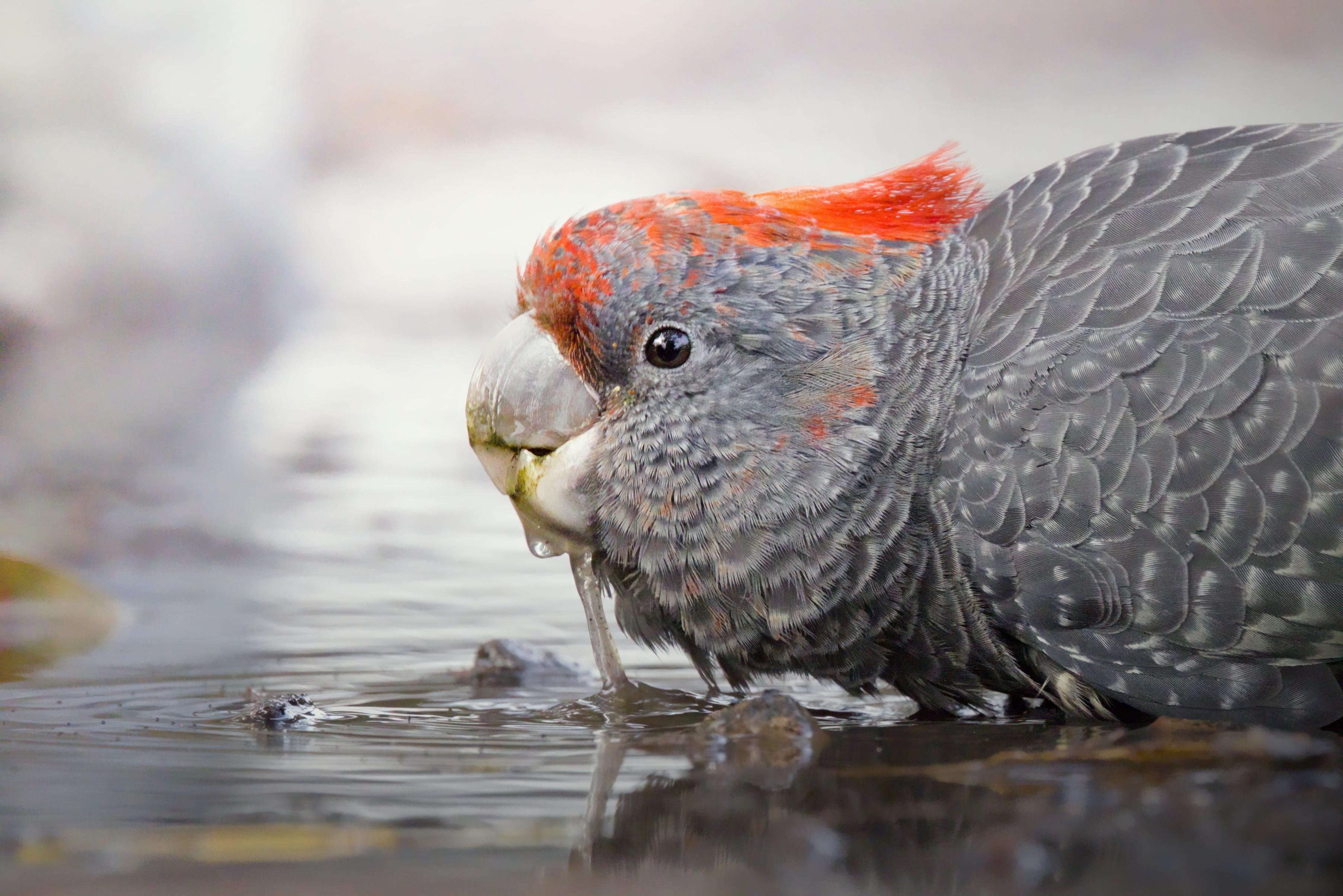 Close-up side view of a juvenile male gang gang with a red crest and red facial markings drinking from shallow water, with ripples and reflections in the foreground and a blurred background.