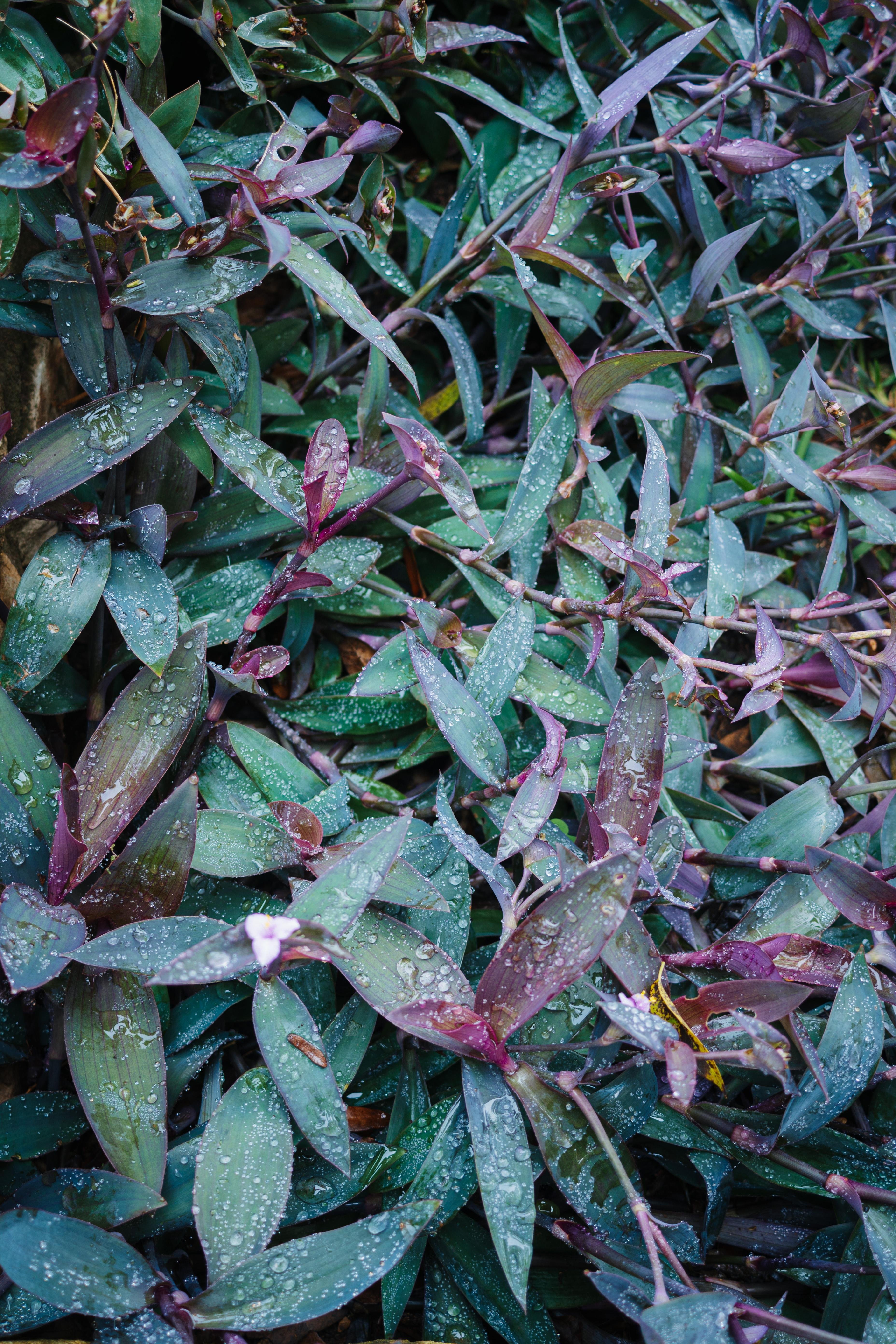 The image shows a dense cluster of purple heart plants (Tradescantia pallida), characterized by their long, lance-shaped leaves with a mix of green and purple hues. There are water droplets on the leaves, suggesting they have been recently watered or rained on.