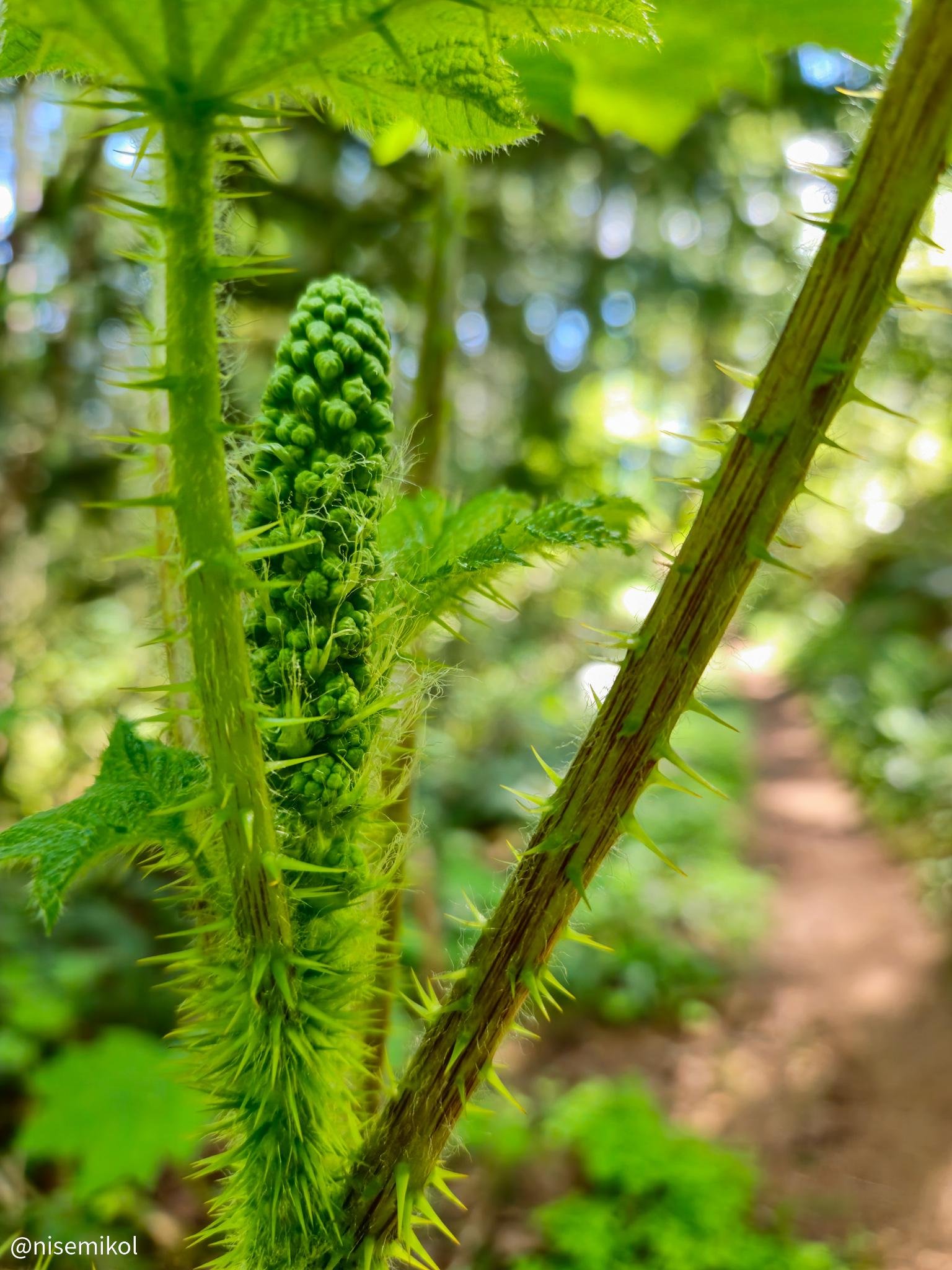 Close-up of a spiky green plant with a textured stem and clustered buds. Bright green leaves are visible, surrounded by a blurred forest background with dappled sunlight. A narrow dirt path can be seen to the right, adding depth to the scene.