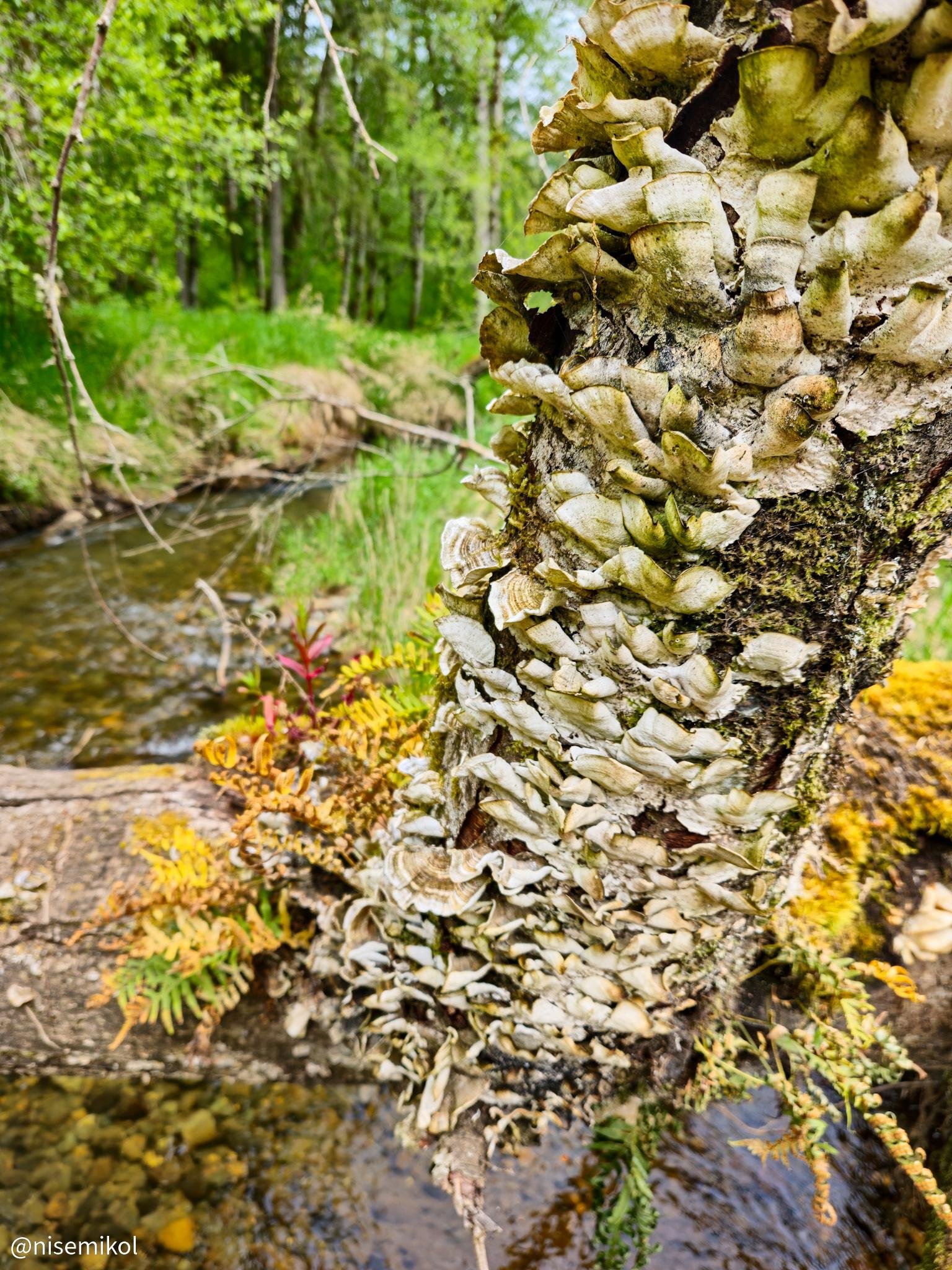 Mushrooms and lichen densely cover a tree trunk in the foreground. The trunk is leaning over a clear, shallow stream. Green foliage and ferns in various colors surround the tree. A lush forest with vibrant greenery is visible in the background.