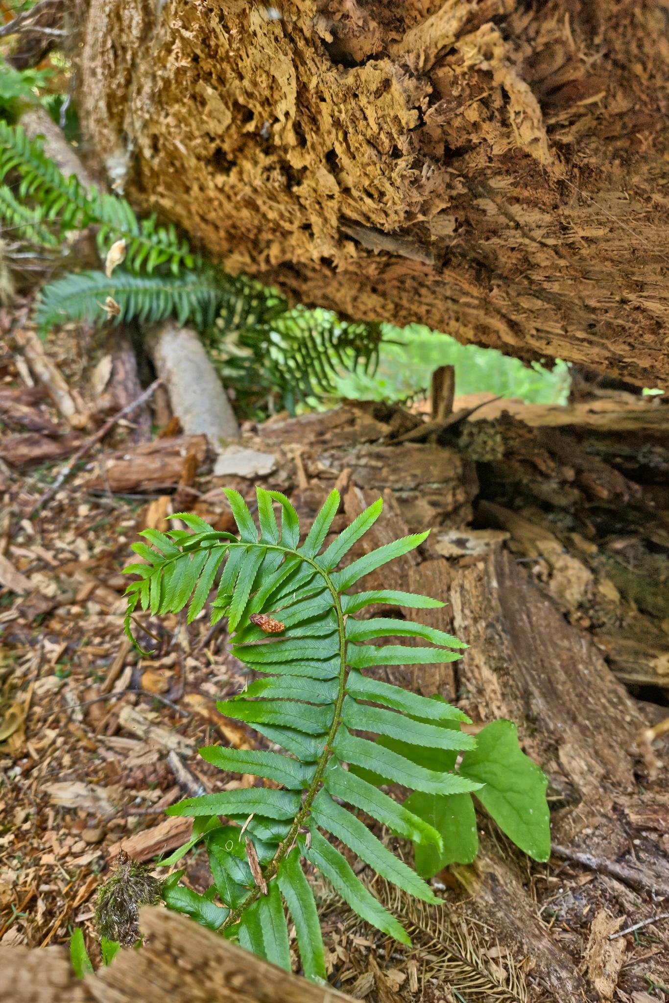 Fern leaves extend from the bottom center, with a small brown organic fragment resting on one leaf. A large, rough-textured log dominates the upper right, partially decomposed and covered in earth and debris. The background is filled with additional ferns and forest floor litter, including sticks and dry organic material. Soft, diffused natural light enhances the greenery.