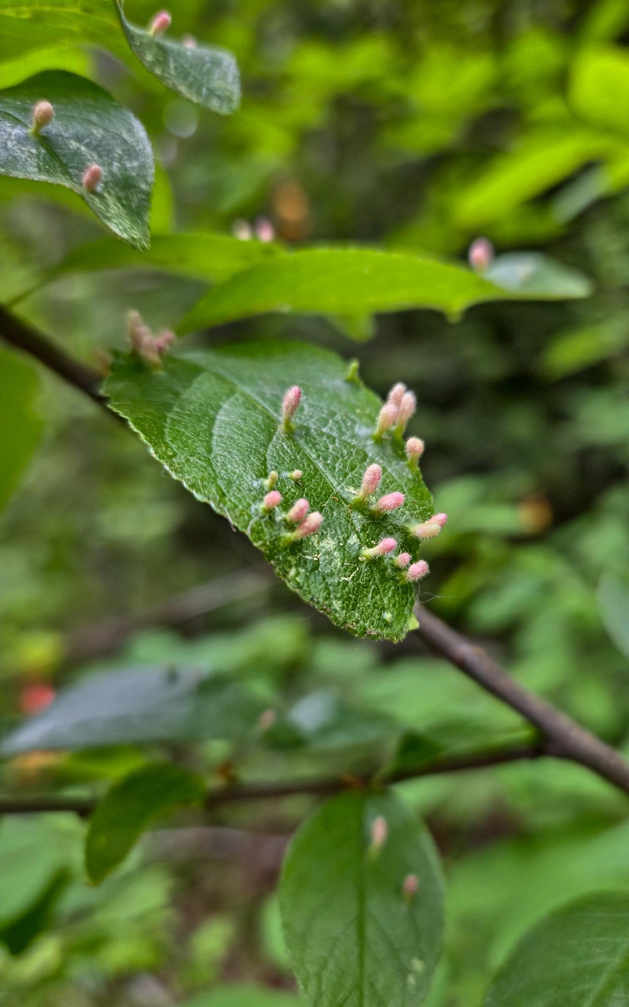 Green leaves with clusters of small, pink, fuzzy galls growing on their surfaces, indicating a potential plant reaction to insects. The background is a blurred natural green, emphasizing the leaf and galls in the foreground.