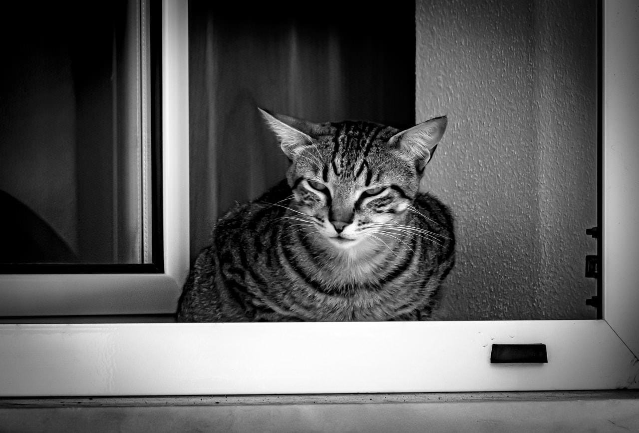 Tabby cat with closed eyes sitting on a windowsill. The window frame is white, and the background shows a slightly textured wall. The image is black and white, highlighting the cat's striped fur pattern.