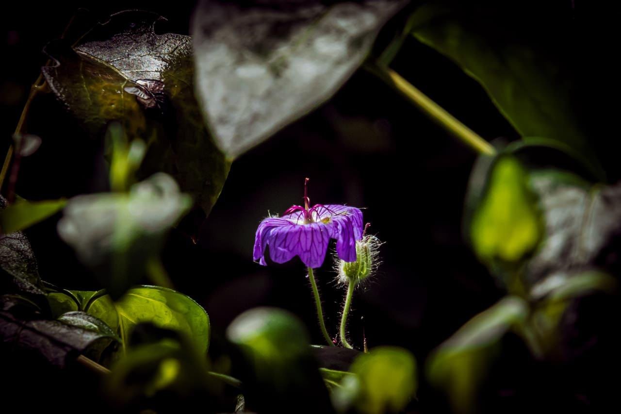 The image features a small purple flower with delicate petals, surrounded by green leaves. The focus is on the flower, which contrasts against a dark background, making it stand out. The lighting highlights the flower's vibrant color and texture.