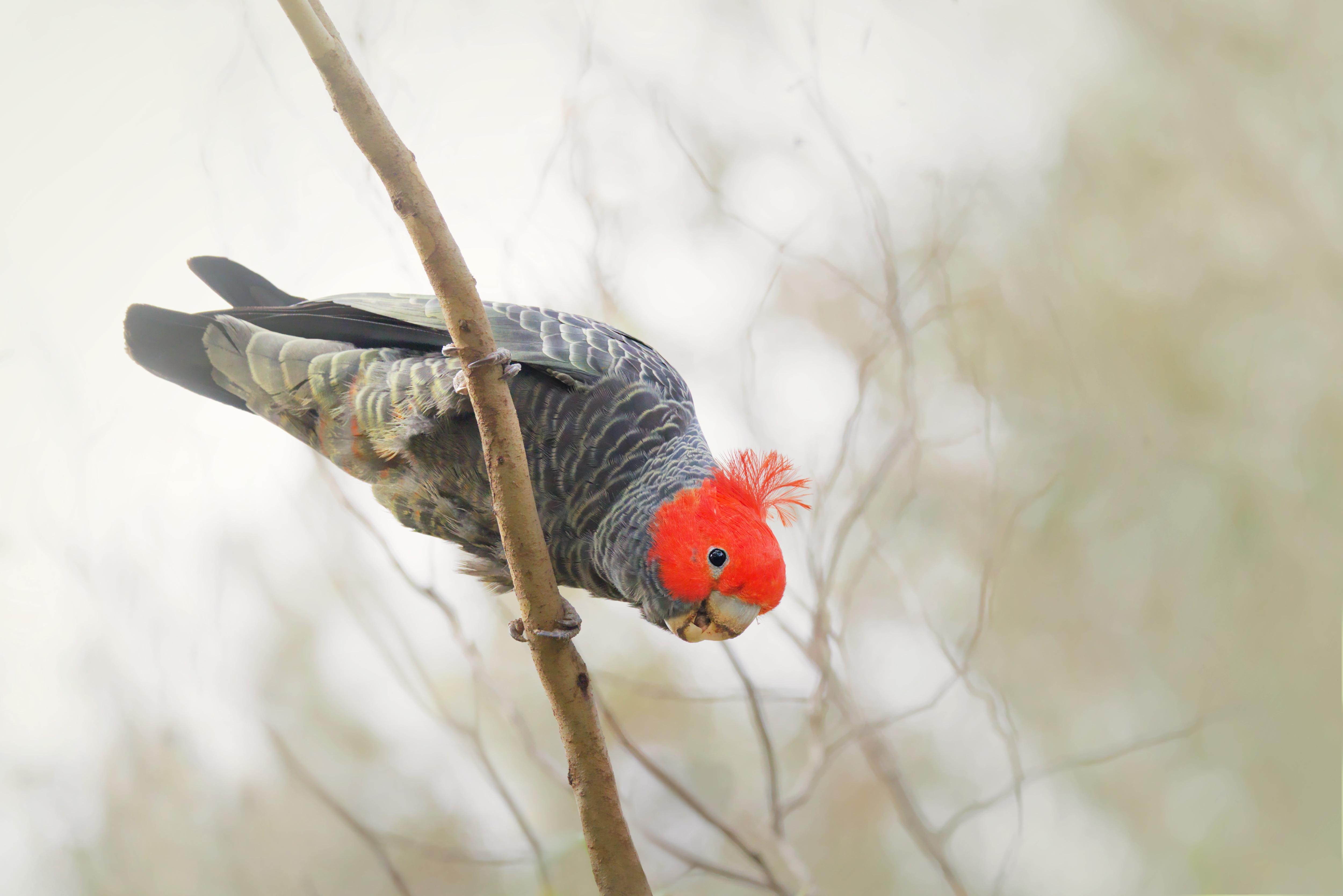 A male gang-gang perched sideways on a thin vertical branch, head tilted downward, against a blurred pale background of tree branches.