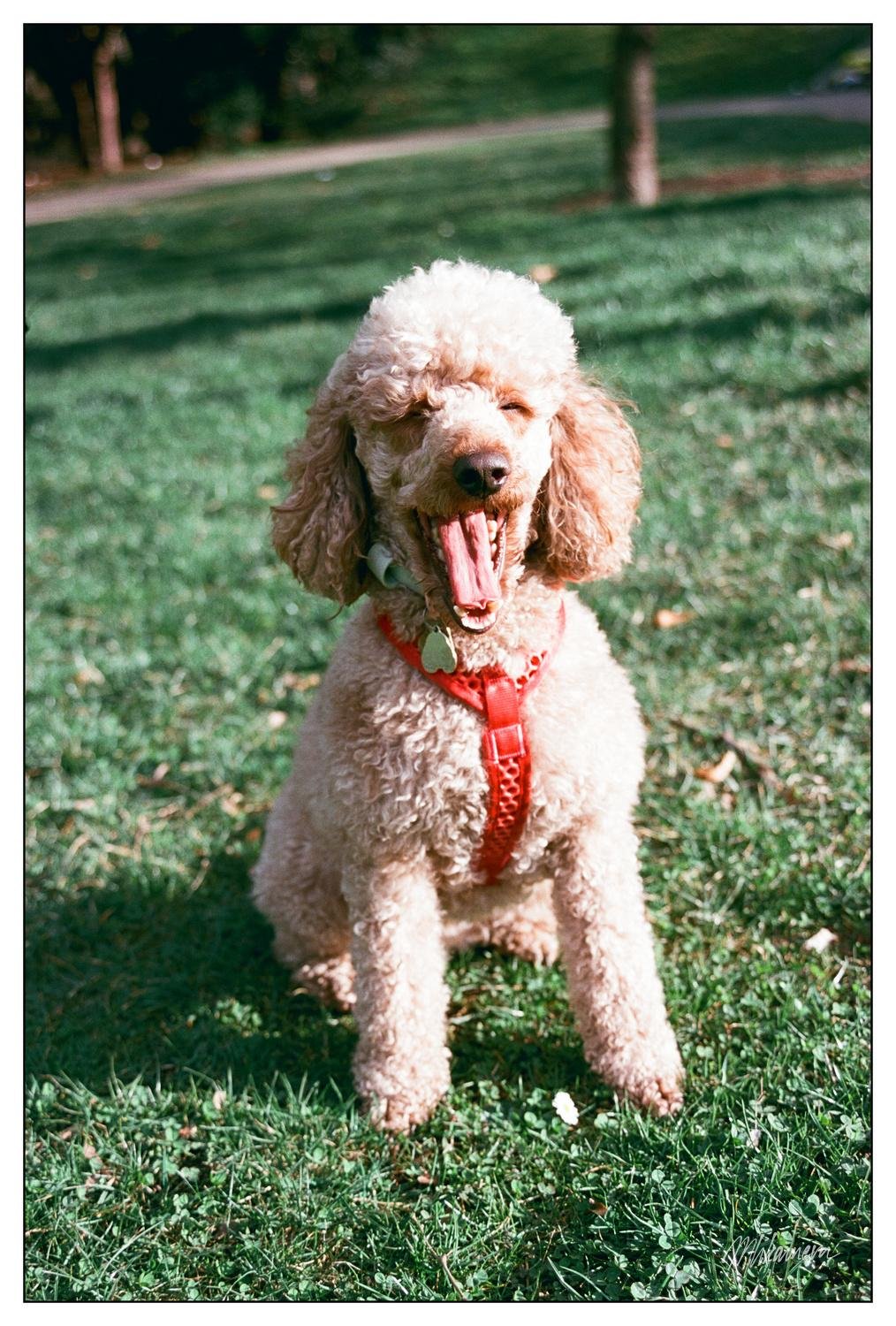 Curly-haired poodle sitting on grass, wearing a red harness. The dog is mid-yawn with eyes half-closed. Sunlight casts shadows on the grass, and trees are in the blurry background.