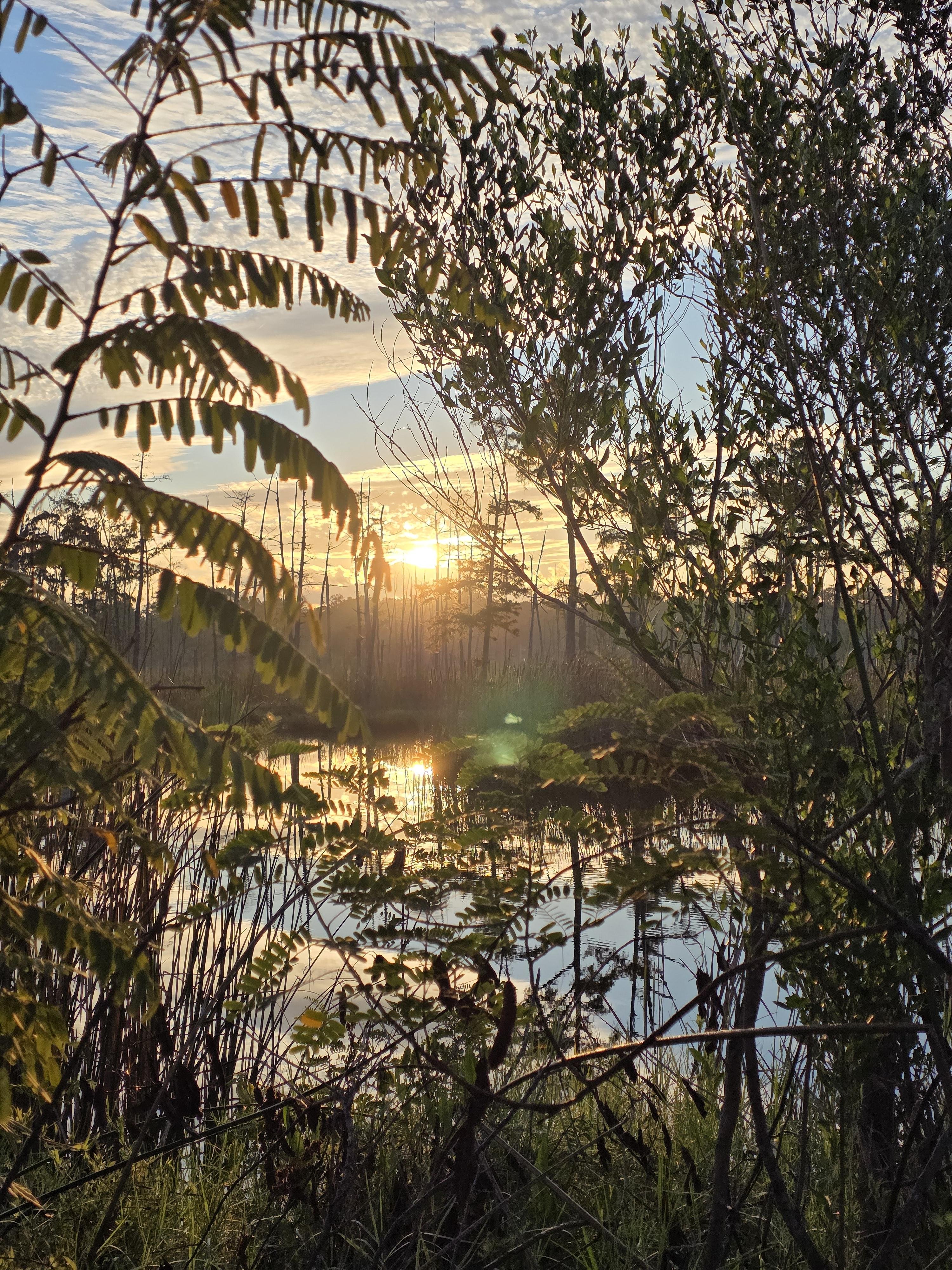 Sun rising over a wetland, with silhouetted trees and plants in the foreground. The sky features scattered clouds, and the sun's reflection shimmers in the water below, creating a warm glow.