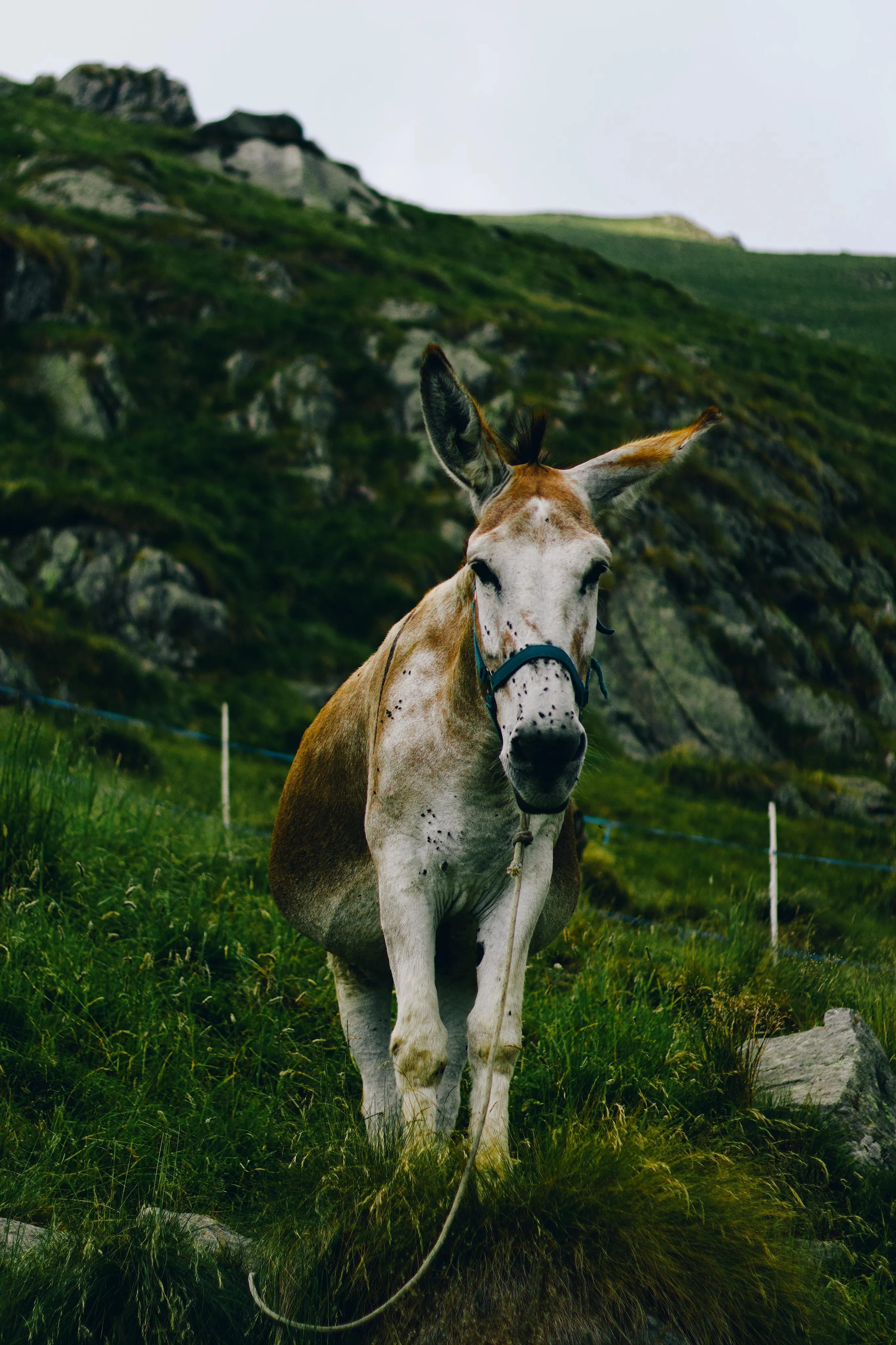 A white/brown female donkey looks directly at the camera. The subjects is in a field of green tall grass. The side of a mountain in the background. 