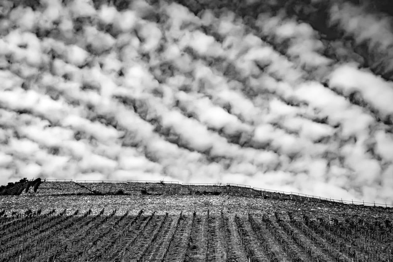 Black-and-white landscape of a vineyard hillside with rows of vines running diagonally toward a ridge lined with a fence, beneath a sky filled with rippled, layered clouds.
