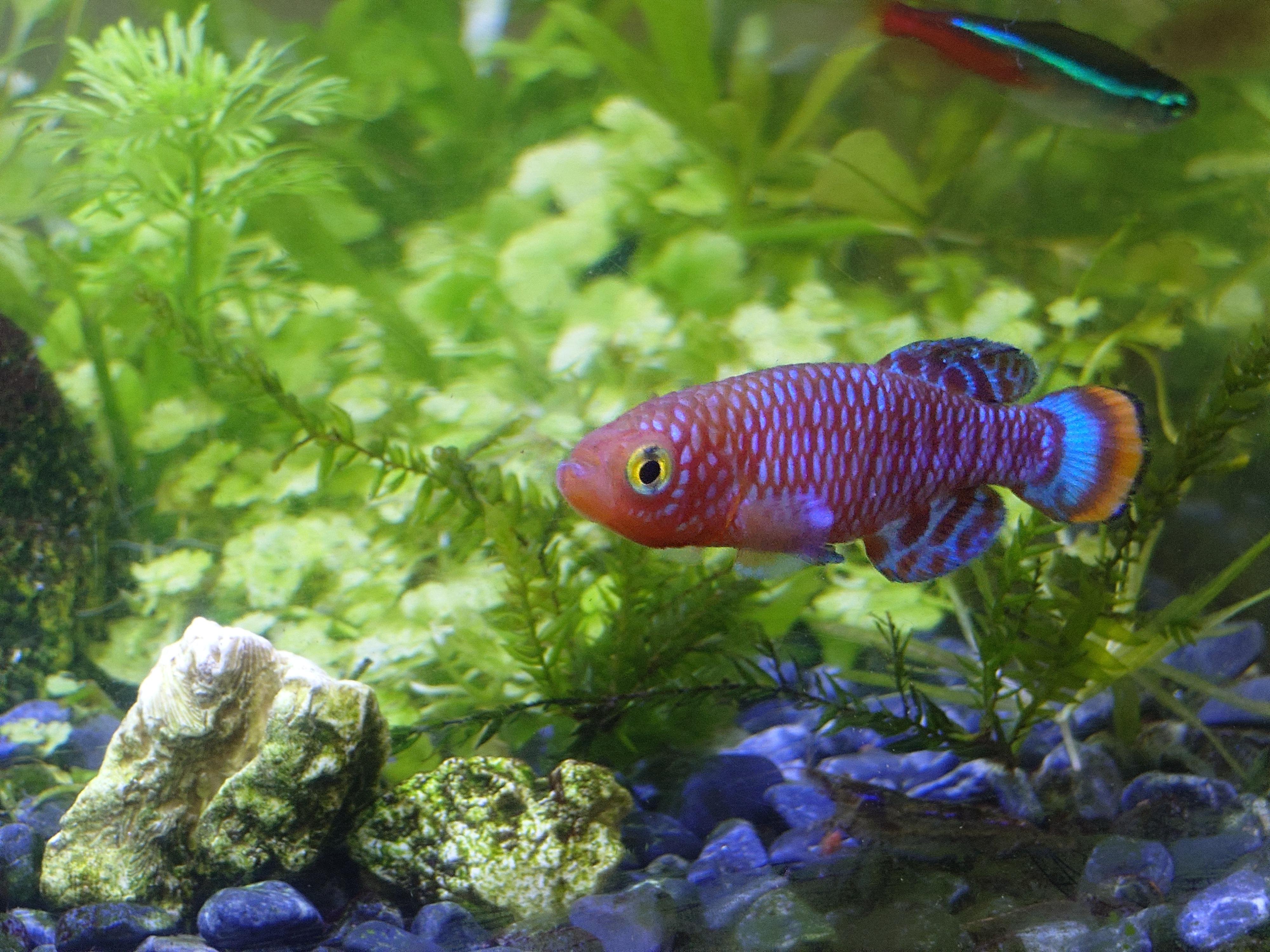 The image shows a brightly colored fish, likely a killifish, swimming in an aquarium. The fish has a vibrant pattern with red and blue hues. The tank is decorated with aquatic plants and rocks, providing a natural habitat setting.