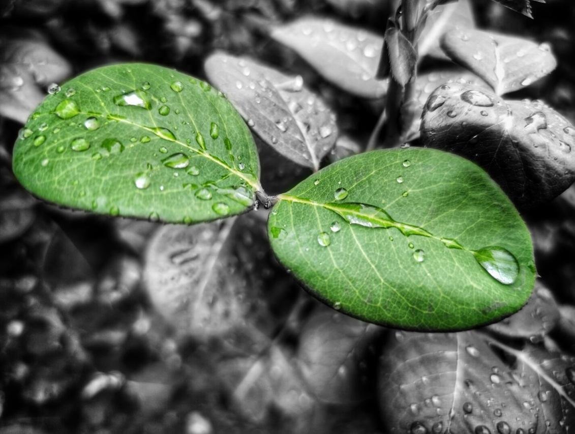The image shows a close-up of green leaves with water droplets on them. The leaves are in color, while the background is in black and white, creating a striking contrast and emphasizing the vibrant green of the leaves.