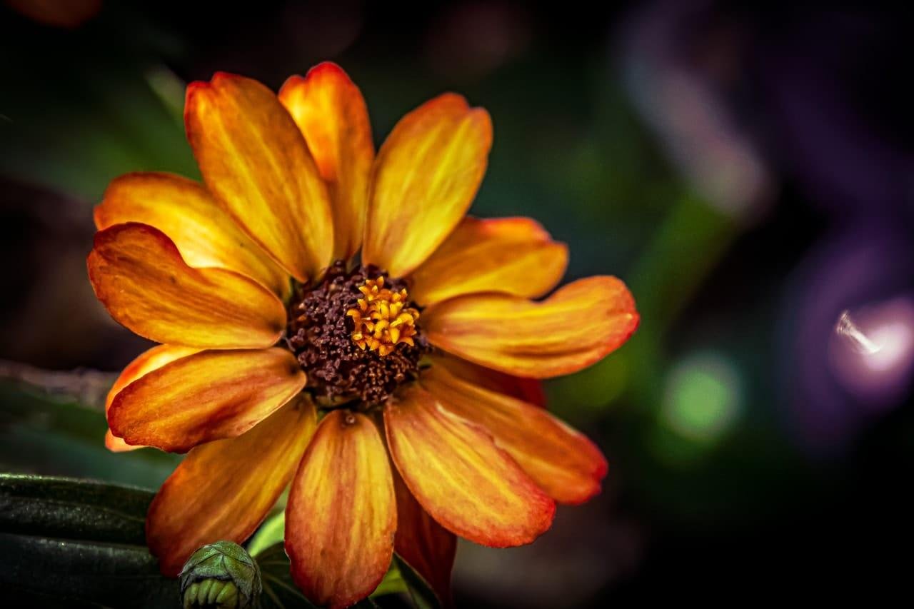 Close-up of an orange-and-yellow flower with layered petals and a dark central disk, set against a blurred green and purple background with a small unopened bud at the lower left.