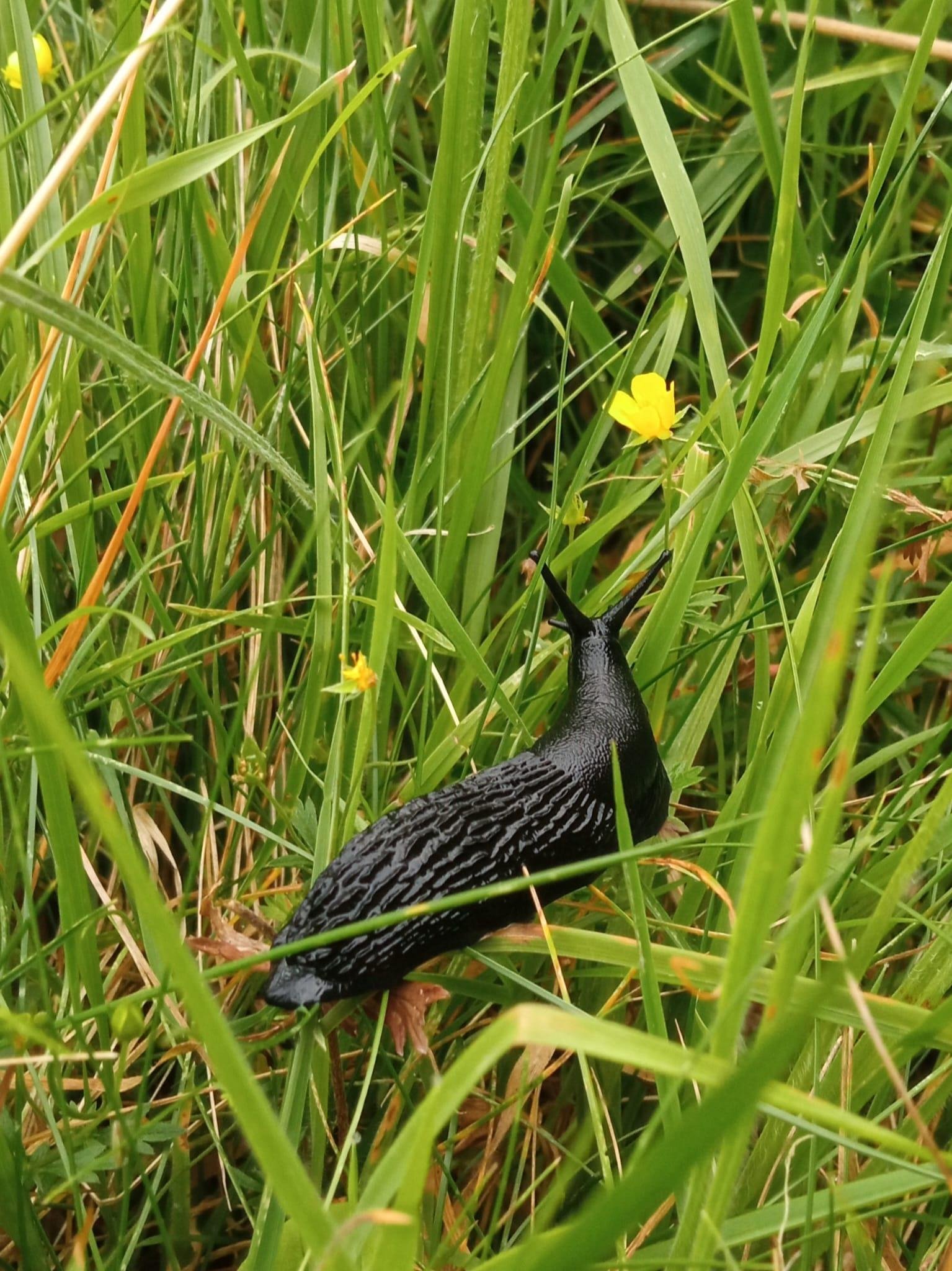 Una babosa negra, grande, húmeda y viscosa en un suelo de hierba verde y tierra oscura en Northumberland. Su cuerpo es rugoso.
