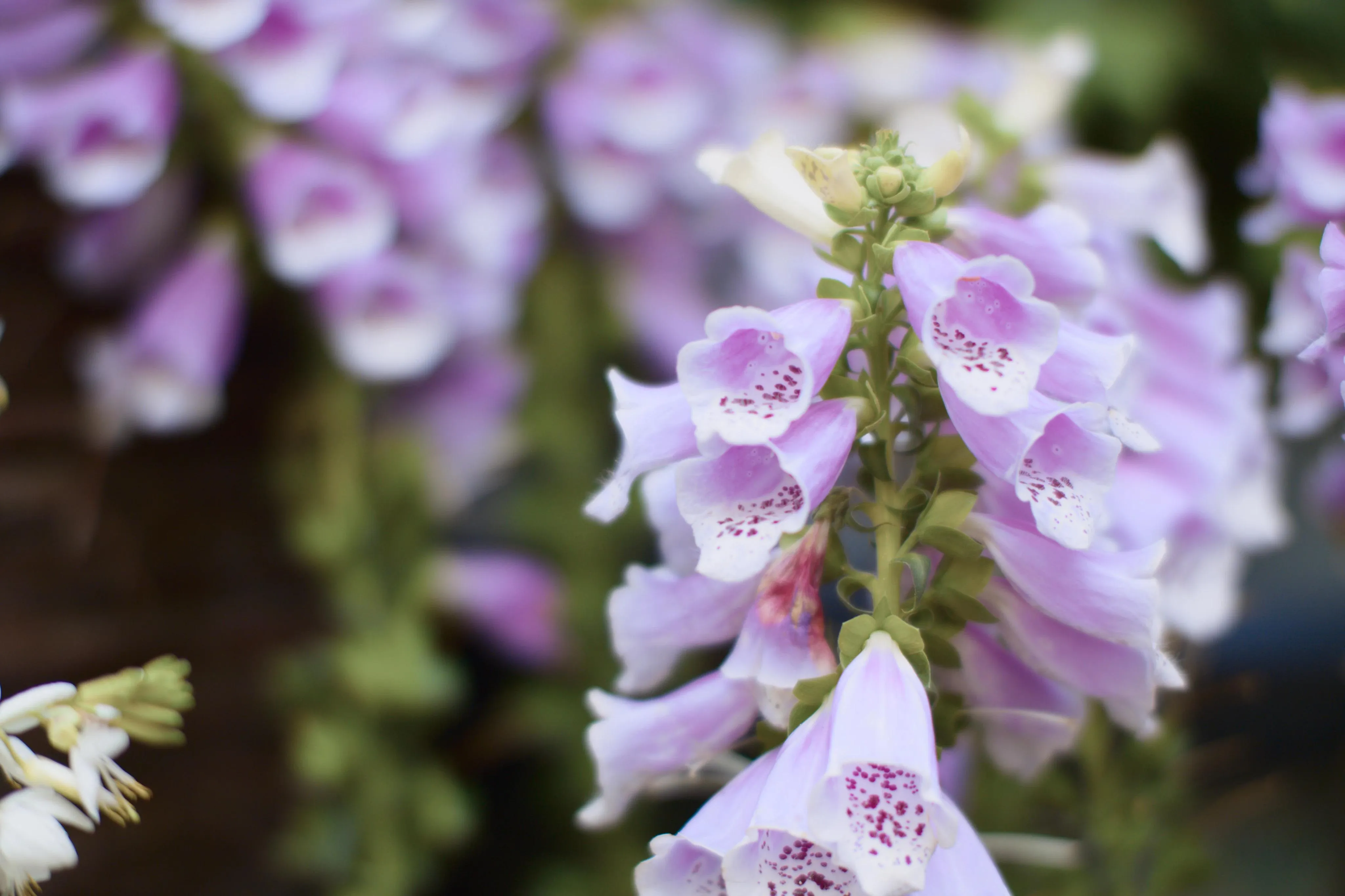 A picture of a bell shaped purple flower.