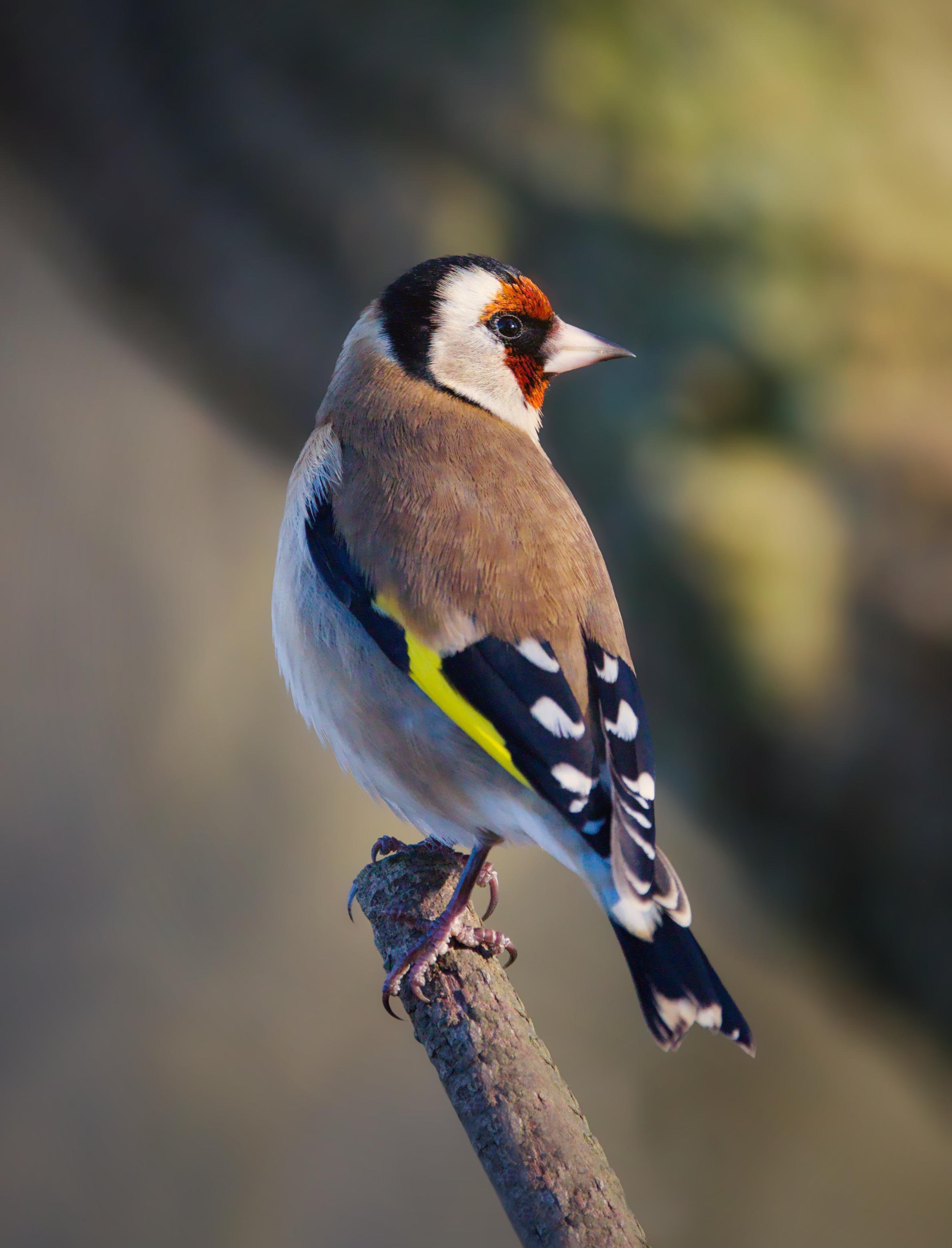 A European goldfinch perched on a narrow branch in side profile against a blurred green-brown background.