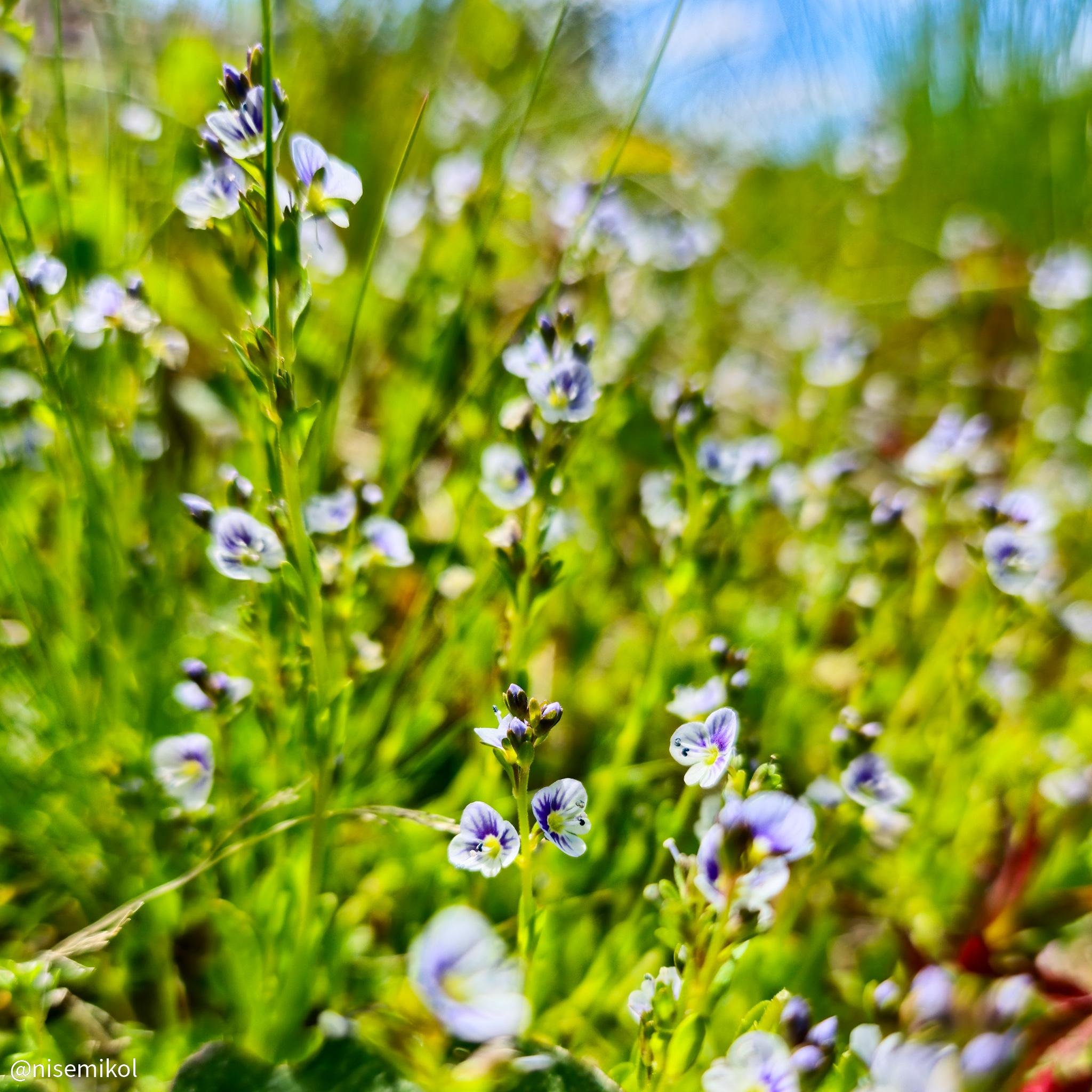 Purple and white wildflowers with delicate petals and green stems in a sunlit meadow. Background is a soft blur of green foliage and blue sky, creating a vibrant and natural setting.